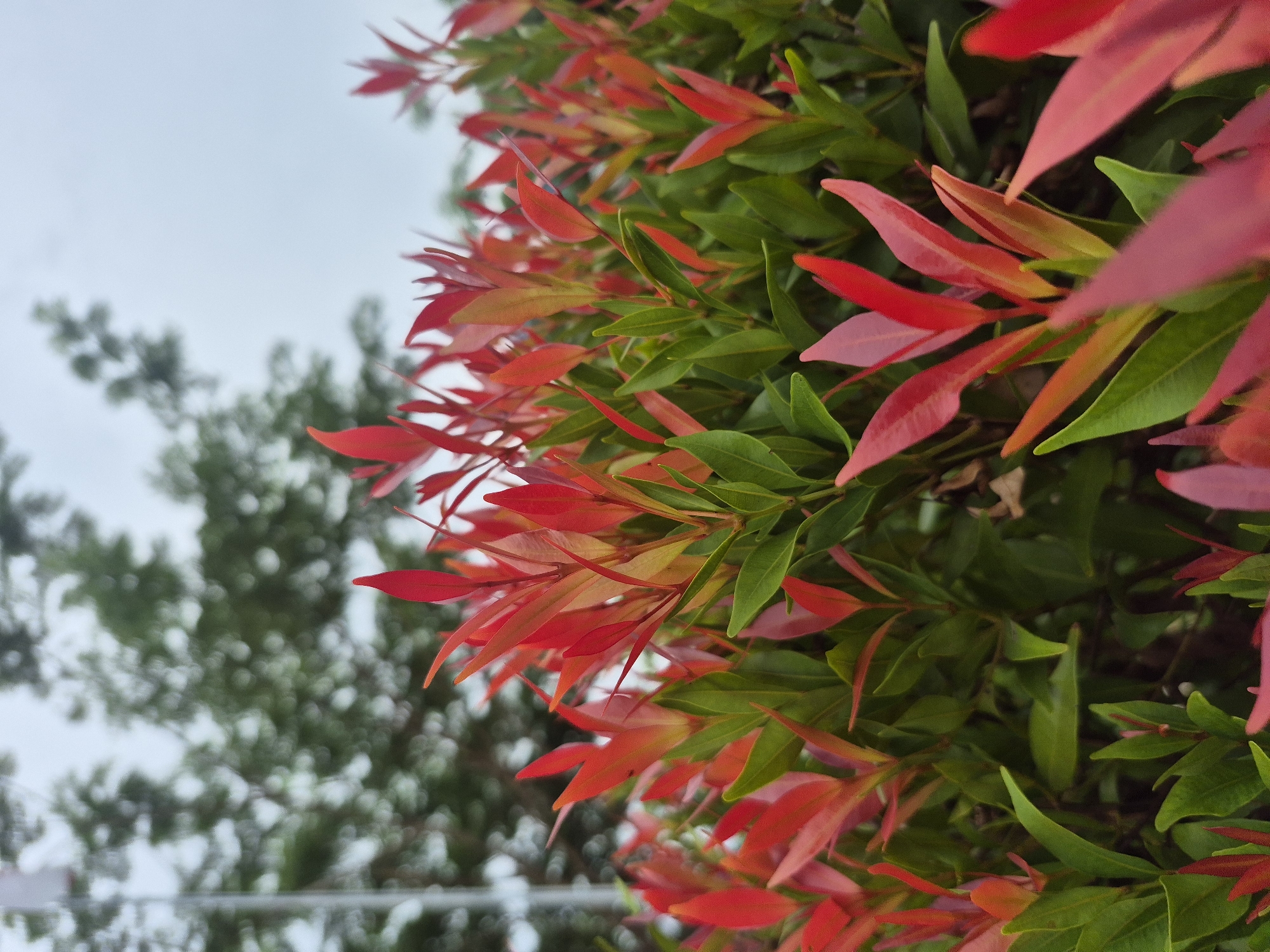 The image shows a close-up of a shrub with green and red leaves in Lhokseumawe, Indonesia. The background is blurred and includes another tree and a cloudy sky. The leaves of the foreground shrub are vibrant, with some new growth displaying red hues.