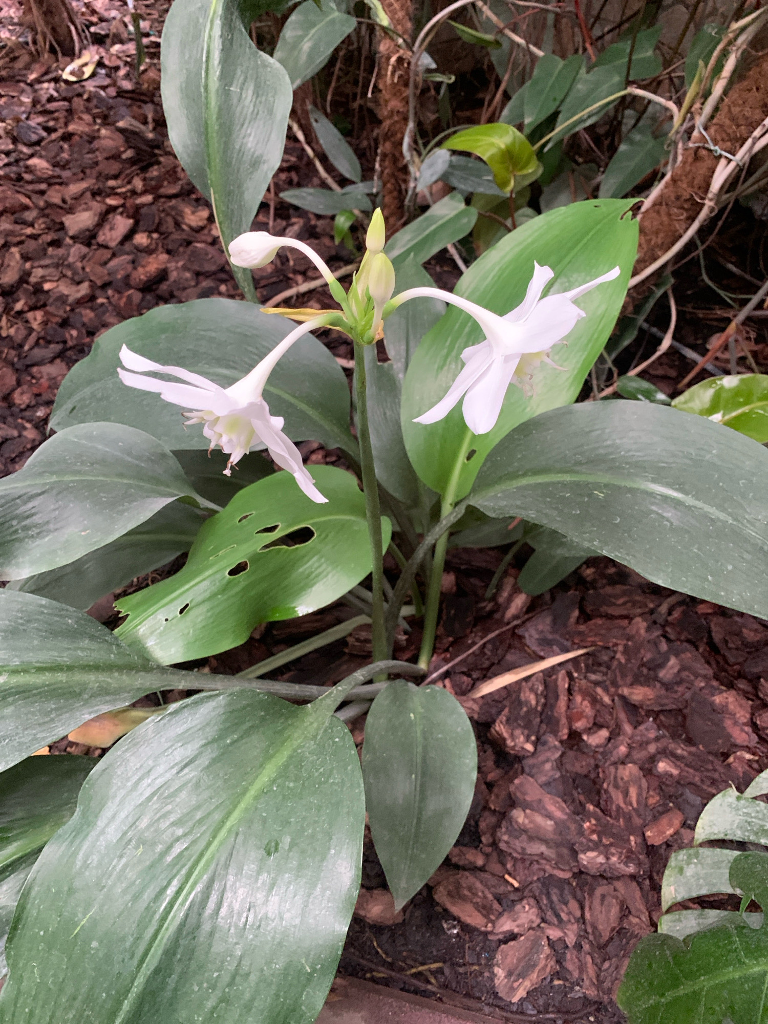 The image shows a close-up of a plant with large, dark green leaves and delicate white flowers. The plant is growing in a bed of dark brown mulch. The flowers are trumpet-shaped with long, slender petals. One flower is fully open, while another is still in bud. The leaves are broad and lance-shaped, with prominent veins. Some of the leaves have holes in them, suggesting they may have been eaten by insects. In the background, there are more plants and some dried branches. The lighting is soft and diffused, creating a slightly ethereal effect. The scene is peaceful and naturalistic. The image does not contain any information that would allow for the determination of its location in Lviv, Ukraine.