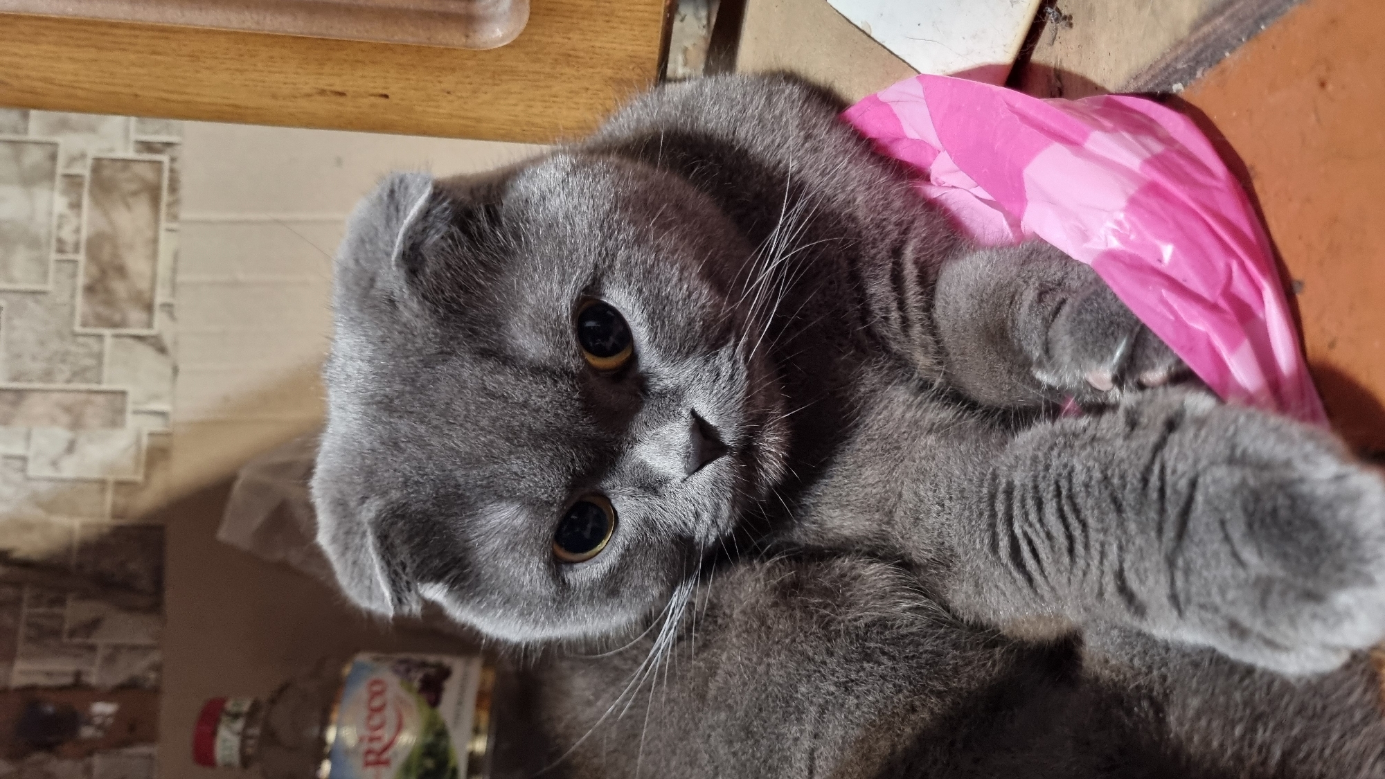 A close-up, eye-level shot shows a grey Scottish Fold cat resting indoors. The cat is positioned in the foreground, with its head slightly tilted and looking towards the viewer. Its ears are folded forward, and its eyes are a golden-yellow color. The cat's fur is short and dense. It is lying on a pink plastic bag, with its paws tucked underneath its body. The background is slightly blurred, but appears to be a kitchen or living area, with wooden cabinets and patterned tiles visible. A bottle with a red label is partially visible in the upper left corner. The lighting is dim, creating soft shadows. There is no indication of the specific location within the city of Vysokoe, Russia.