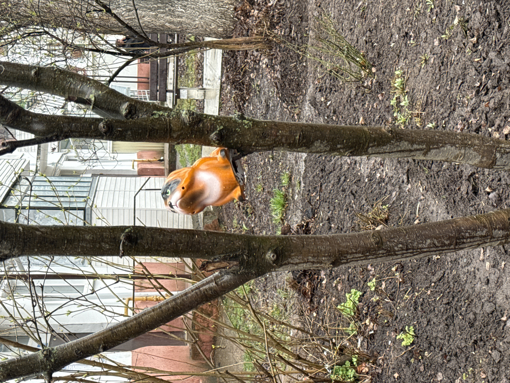 The image shows a tree trunk with an orange-and-white fox mask attached to it. The tree is surrounded by dirt, leaves, and some green vegetation. In the background, there are buildings, including what appears to be a house or apartment complex. The location is Chaikovsky, Russia.