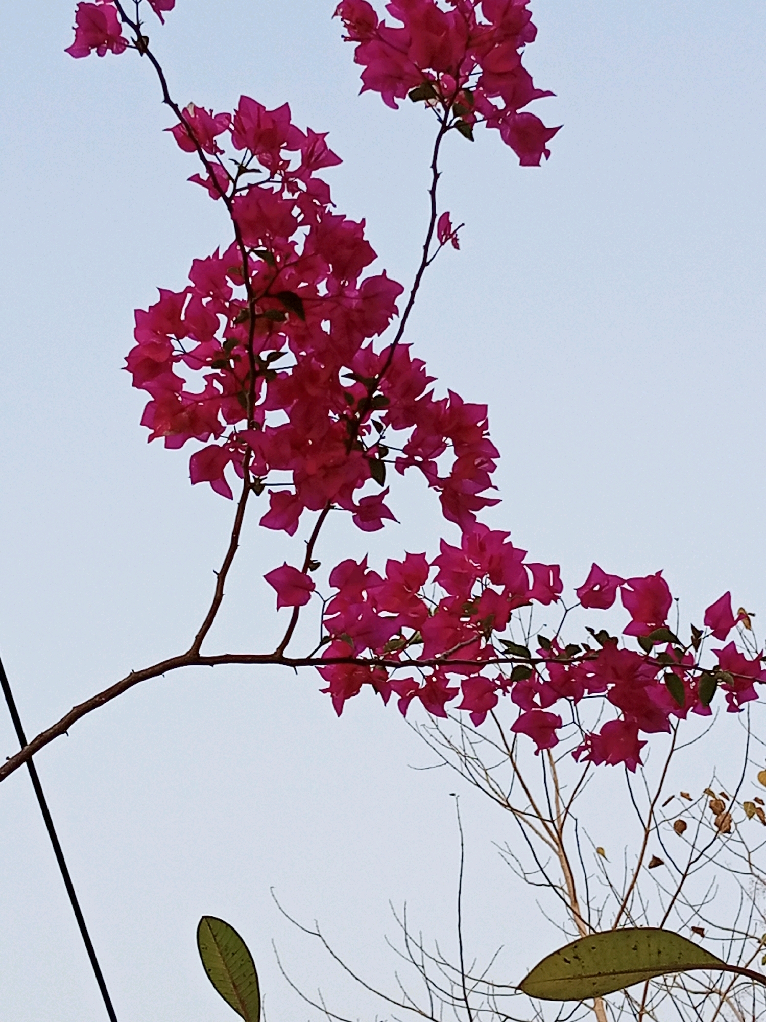 A close-up, low-angle shot of a bougainvillea branch with vibrant magenta bracts is set against a pale, overcast sky. The branch, bare of leaves, extends from the left side of the frame, arching upwards and to the right, adorned with clusters of the colorful bracts. A thin, dark vertical line, possibly a wire or cable, runs along the left edge of the image. In the background, the skeletal branches of other trees are visible, some with a few brown or yellow leaves clinging on. One large, green leaf with visible veins is prominent in the lower right quadrant of the image. The overall impression is one of delicate floral beauty set against a stark, wintry-like background. This scene could be located in Plesan, Indonesia, a location characterized by its tropical climate which supports such flowering plants.
