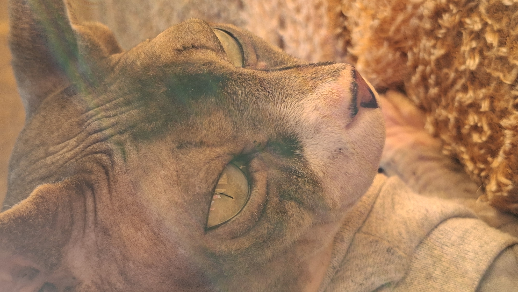 The image is a close-up, low-angle shot of a Sphynx cat wearing a grey sweater. The cat has distinctive wrinkled skin, prominent ears, and striking light green eyes with slit pupils. Its fur coloring is a mix of brown and grey tabby markings. The cat's gaze is directed downwards and to the right, with a slightly wary or intense expression. The background is out of focus, showing a textured, orange-brown surface that appears to be a carpet or blanket. A subtle rainbow-colored lens flare is visible across the upper right portion of the image. There are no people or any discernible urban environment elements. The scene appears to be indoors, possibly in a domestic setting. There is no information available to suggest this image is located in Забалоцкі сельскі Савет, Belarus.