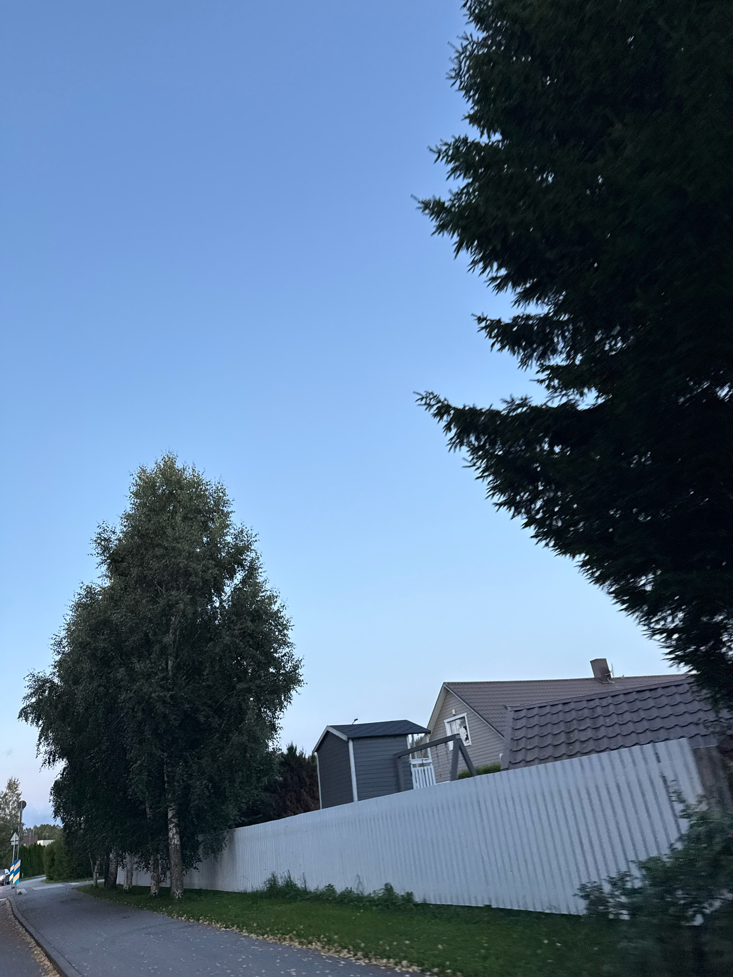 The image captures a suburban street scene in Alliku, Estonia, under a clear blue sky. On the left, a paved road curves gently, bordered by a row of deciduous trees with lighter bark, likely birch trees, exhibiting full green foliage. Beyond the trees, a white corrugated metal fence runs parallel to the road. Behind the fence, a grey shed with a dark roof is visible, and further back, a light-colored house with a dark, tiled roof and a chimney stands. To the right of the scene, the dark green needles of a large coniferous tree dominate the upper right quadrant of the image, partially obscuring the sky. The overall atmosphere is calm and quiet, suggesting a residential area during daylight hours. No people or animals are present in the frame.