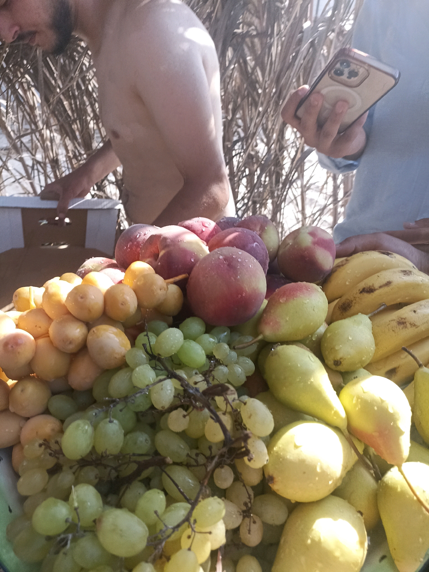 In the Gaza Strip, a close-up shot focuses on a vibrant display of fresh fruit, including bunches of green grapes, plump yellow dates, ripe peaches, and yellow pears. Some of the fruits are speckled with water droplets, suggesting they have recently been washed or misted. In the background, two individuals are partially visible. One person, to the left, is shirtless, with a beard, and appears to be reaching towards a white box. The other person, on the right, is wearing a light blue shirt and is holding a smartphone in their right hand, with their thumb near the screen. The backdrop consists of dry, tall stalks, possibly reeds or dried vegetation, creating a naturalistic texture. The lighting suggests it is daytime, with sunlight illuminating the scene and casting highlights on the fruits.