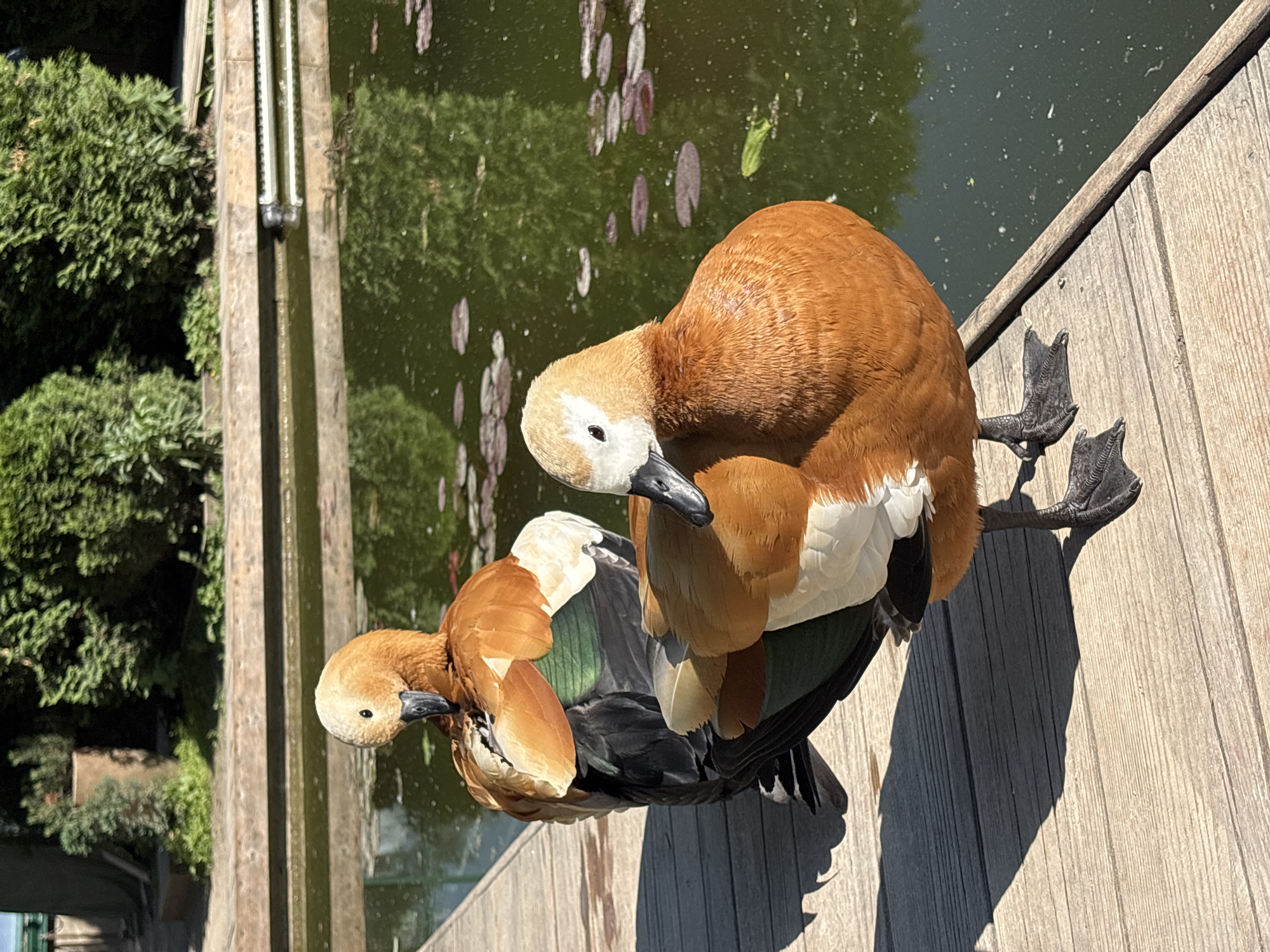 Two ruddy shelducks are positioned on a wooden deck next to a pond. The duck in the foreground is facing to the left and slightly downwards, with its head turned towards the viewer. It has a distinctive rusty orange plumage on its head, neck, and body, with white patches on its face and chest, and black legs and feet. Its wings are partially folded, revealing dark feathers mixed with green and white. The second duck, positioned behind and to the left of the first, is also facing left and downwards, with its head tucked in. It shares similar rusty orange and white markings, with black and green feathers visible. The wooden deck is made of weathered planks. The pond behind the ducks has dark green water with scattered lily pads. In the background, there is lush green foliage and trees, suggesting an outdoor setting. The lighting indicates it is daytime, with distinct shadows cast by the ducks onto the wooden deck. The scene appears to be a naturalistic enclosure or park setting. This image does not contain any identifiable Moscow landmarks.