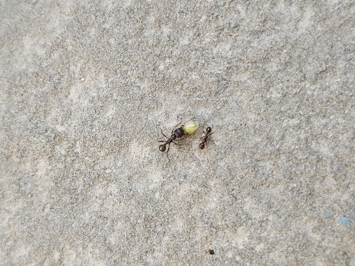 This image depicts a close-up, high-angle view of two ants on a coarse-grained, light gray concrete or asphalt surface in Donchevo, Bulgaria. A larger, dark brown ant, approximately 5-7mm in length, is centrally positioned, actively carrying a pale green, ovoid object (likely a seed or larva) in its mandibles. Its body is oriented diagonally, with its head pointing towards the upper left. A smaller, dark brown ant, approximately 3-4mm in length, is located below and slightly to the left of the larger ant, facing generally towards it. The textured ground surface exhibits variations in tone and small embedded particulates. No other subjects or objects are visible.