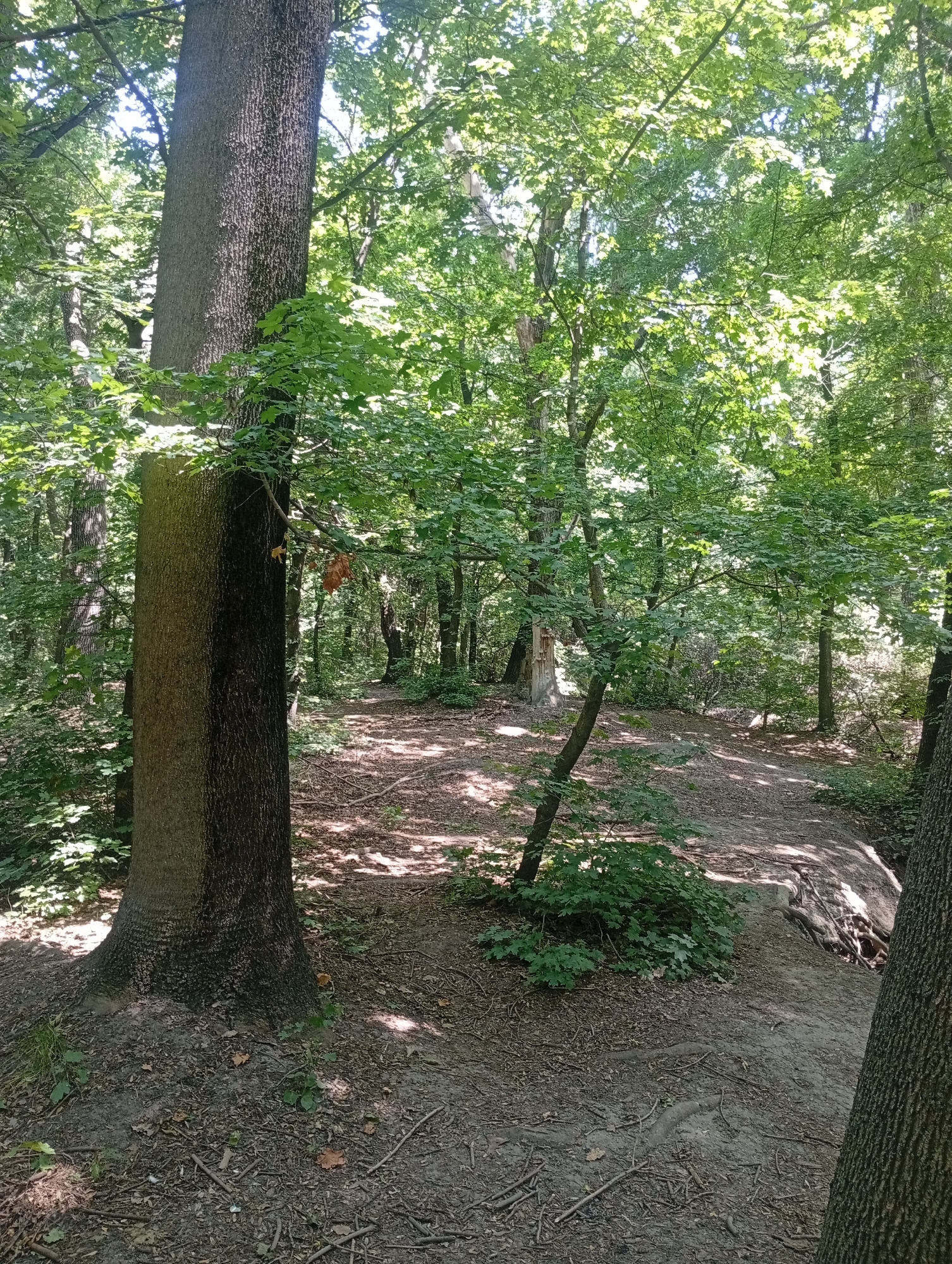 The image depicts a forest path in Bishkek City, Kyrgyzstan. The path is made of dirt and is covered with fallen leaves and twigs. It is surrounded by trees with green foliage, and sunlight filters through the canopy, creating dappled shadows on the ground. In the foreground, a large tree trunk with textured bark is visible on the left side. The path leads into the forest, with more trees and undergrowth visible in the background. There are no people or animals present in the scene. The overall impression is one of a natural, wooded environment.