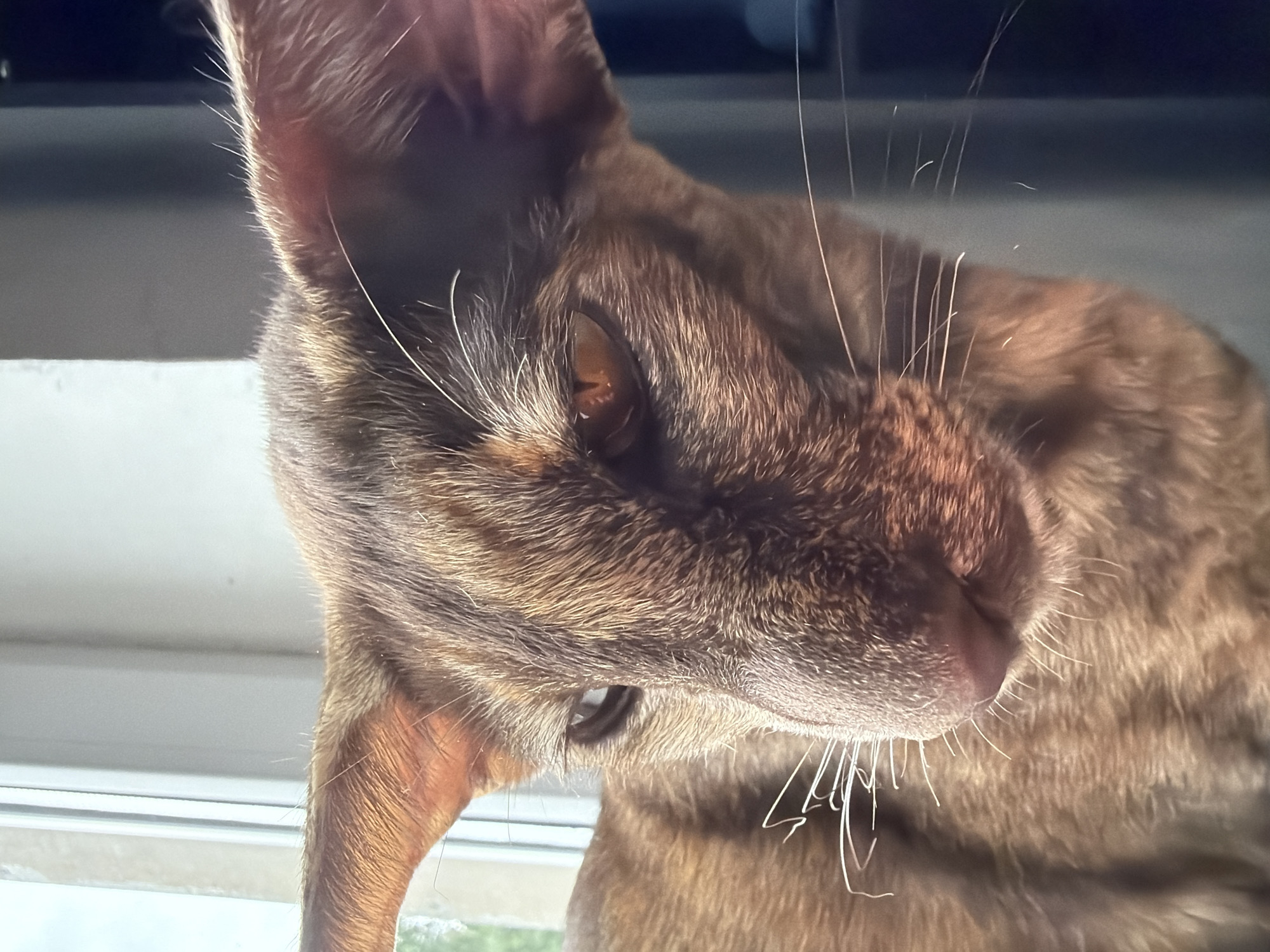 This close-up, eye-level media file features a domestic cat with brown tabby fur. The cat is positioned near a window, with light filtering in, suggesting it's daytime. The cat's head is angled downwards and to the left, with its ear prominent in the upper left quadrant of the frame. Its amber eye is visible, reflecting light, and its whiskers, some of which are catching the light, fan out from its muzzle. The background is blurred, with a dark, possibly electronic device in the upper portion and a lighter area, likely the window frame and sill, below. Hints of green foliage are visible through the window. The cat appears relaxed and contemplative, gazing downwards. There is no visible text.