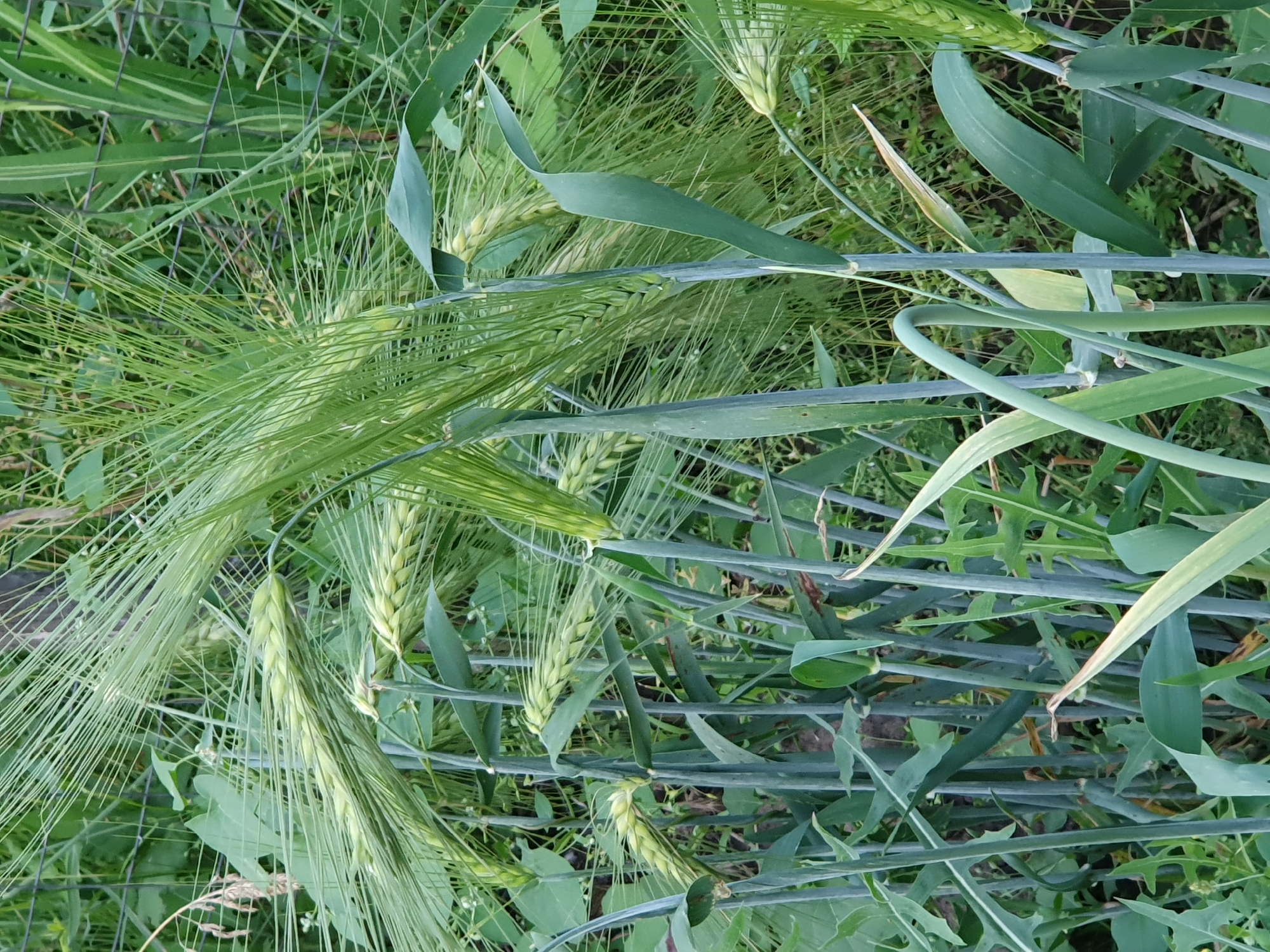 In Novoivanivka, Ukraine, a close-up, eye-level shot captures a dense cluster of young green wheat stalks and ears. The stalks are a deep, muted green, with some showing a slightly bluish or grayish tint. The wheat ears are developing, with visible grains clustered together and long, fine awnings extending outwards, creating a feathery texture. The background is a blur of more green foliage, likely other plants and grass, with hints of a dark, possibly metal, fence. The lighting is natural, suggesting an outdoor environment. There are no people or animals visible in the frame.