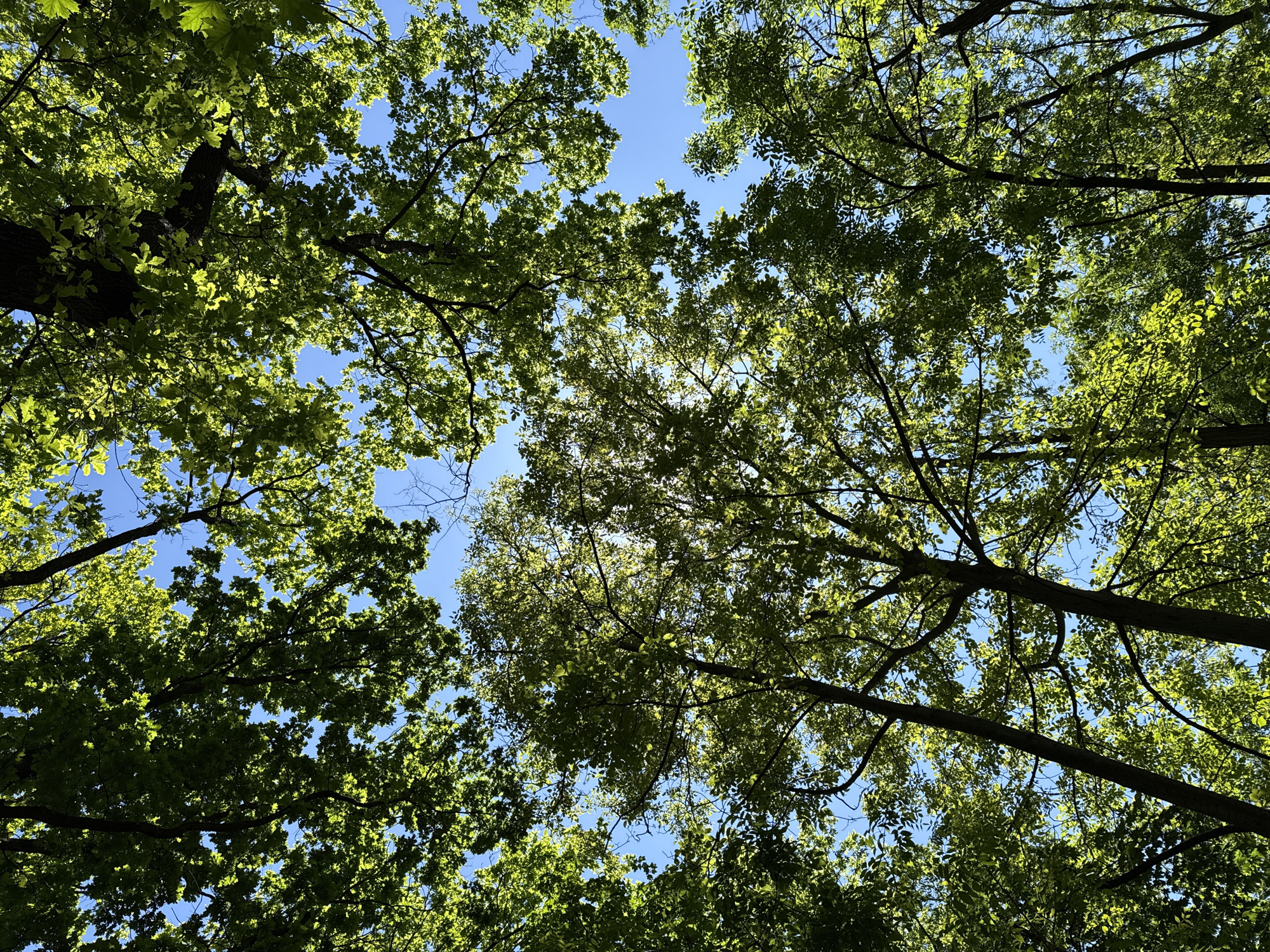 The image is taken from a low angle, looking up into a canopy of trees against a blue sky. The trees are full of green leaves. The location appears to be Vozdovac Urban Municipality, Serbia, based on the general type of flora that can be found there. The primary subjects are the trees, and the scene captures the interaction between the foliage and sunlight.