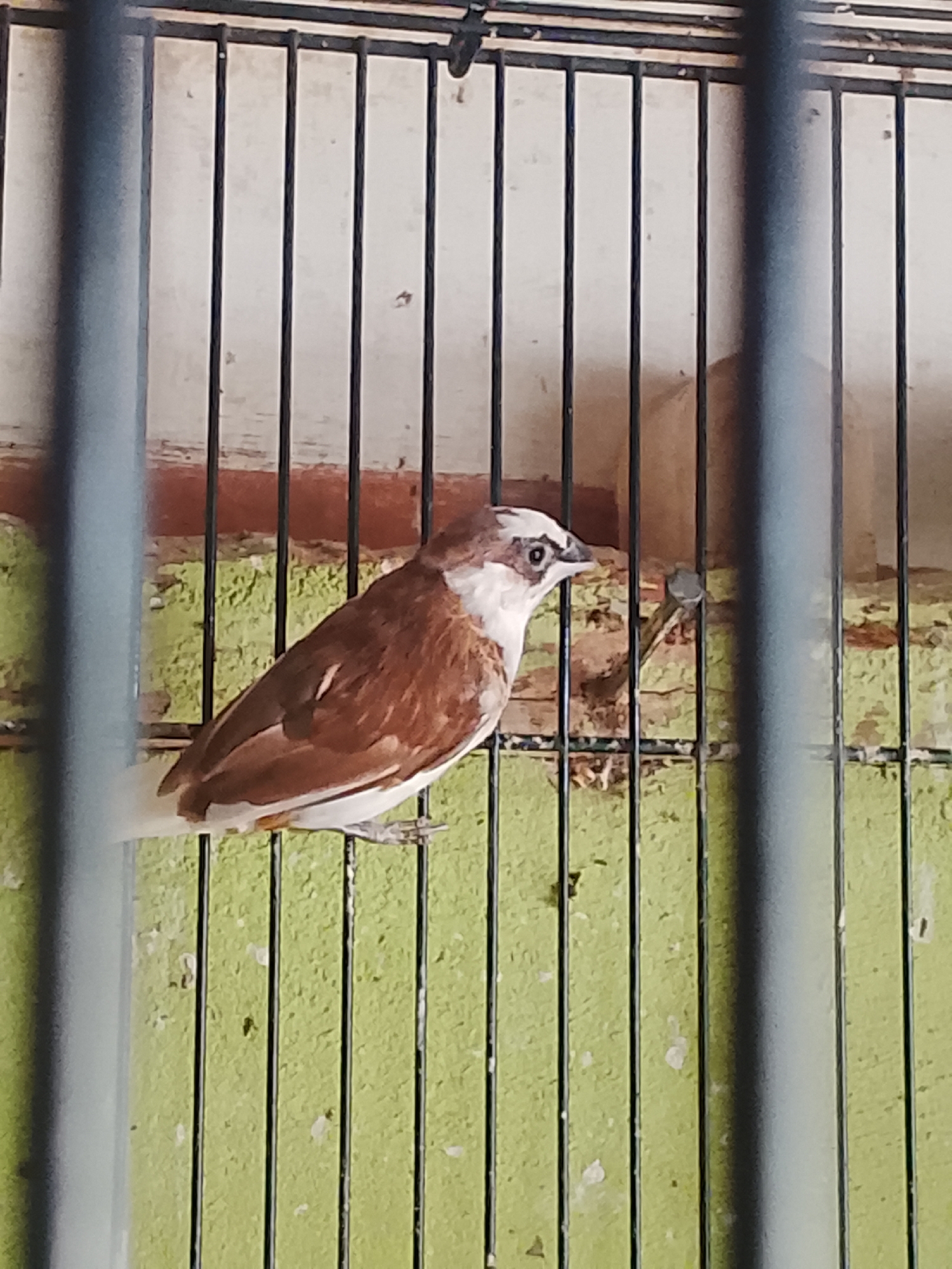 The media file shows a medium shot of a small bird in a cage. The bird is brown and white with a distinctive white stripe above its eye and a pointed crest. It is perched on a horizontal bar within the cage. The cage has vertical black bars and a white background behind them, which appears to be a wall. The wall is somewhat textured and has areas of peeling paint in red and green. There are also small white specks on the green painted area, possibly bird droppings or debris. The scene is lit with artificial light, as there are no strong shadows. The overall impression is of a domestic bird kept in a simple cage. The location is Kuta Trieng, Indonesia. No text is visible in the image.