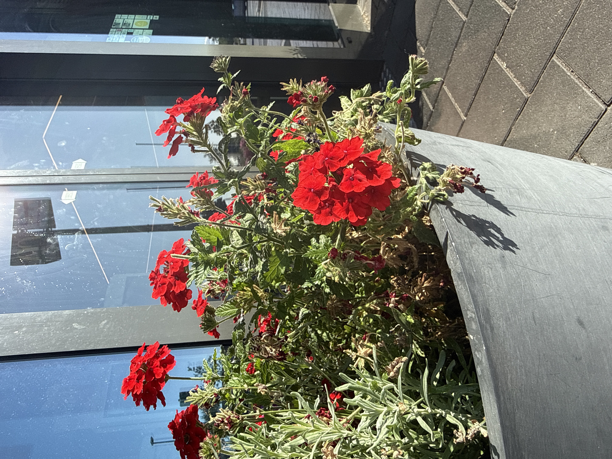 An outdoor, medium shot captures a gray, textured planter filled with vibrant red flowers and green foliage. The planter is positioned on a brick-paved surface in front of a modern building with large glass windows that reflect the sky and the surrounding environment. The building appears to be commercial, possibly a storefront or office space. The lighting suggests it is daytime, with strong sunlight casting shadows from the planter and flowers onto the pavement. The scene is devoid of people and any discernible activity. The image is a straightforward depiction of a decorative planter outside a building in an urban setting, likely in Werther, Germany, based on the provided context.