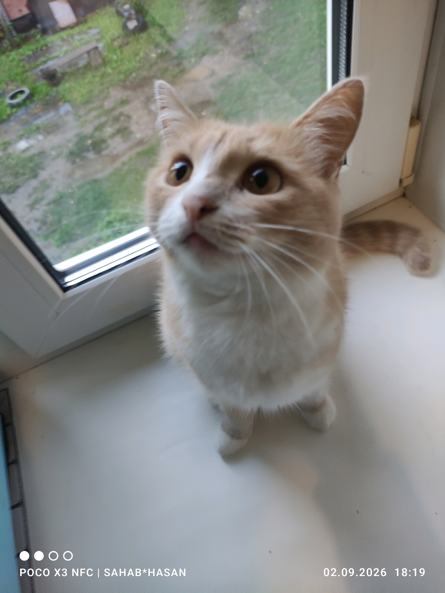 A light-colored cat with orange tabby markings sits on a white windowsill, looking up and to the left. The cat is partially in focus, with its face and front paws clearly visible. Behind the cat, a window looks out onto a green, outdoor area with some debris visible, including a black circular object that could be a tire. The lower right corner of the image shows a timestamp: "02.09.2026 18:19". The lower left corner includes a watermark: "POCO X3 NFC | SAHAB*HASAN". The lighting suggests it is daytime.
