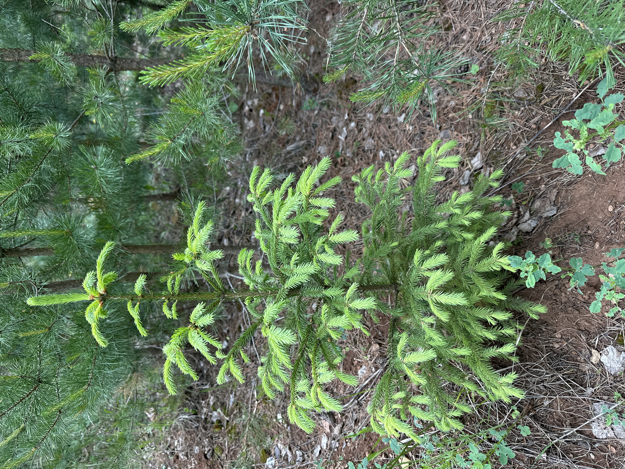The scene, located in the city of Al'nyash, Russia, depicts a natural forest environment. A young conifer tree, likely a spruce or fir due to its short, single needles, is centrally positioned and exhibits prominent light green new growth at the tips of its branches and apical bud. The foliage transitions to a darker green on the older needles. Surrounding the central tree are other coniferous trees, identified as pines by their longer, bundled needles, visible in the background and along the edges of the frame. The forest floor is composed of exposed reddish-brown soil, interspersed with dry brown leaf litter and fallen pine needles. Several small, green, broadleaf ground cover plants are scattered on the soil in the foreground and near the base of the central tree. No people, animals, or man-made objects are present in the image. The lighting is natural and appears diffuse.