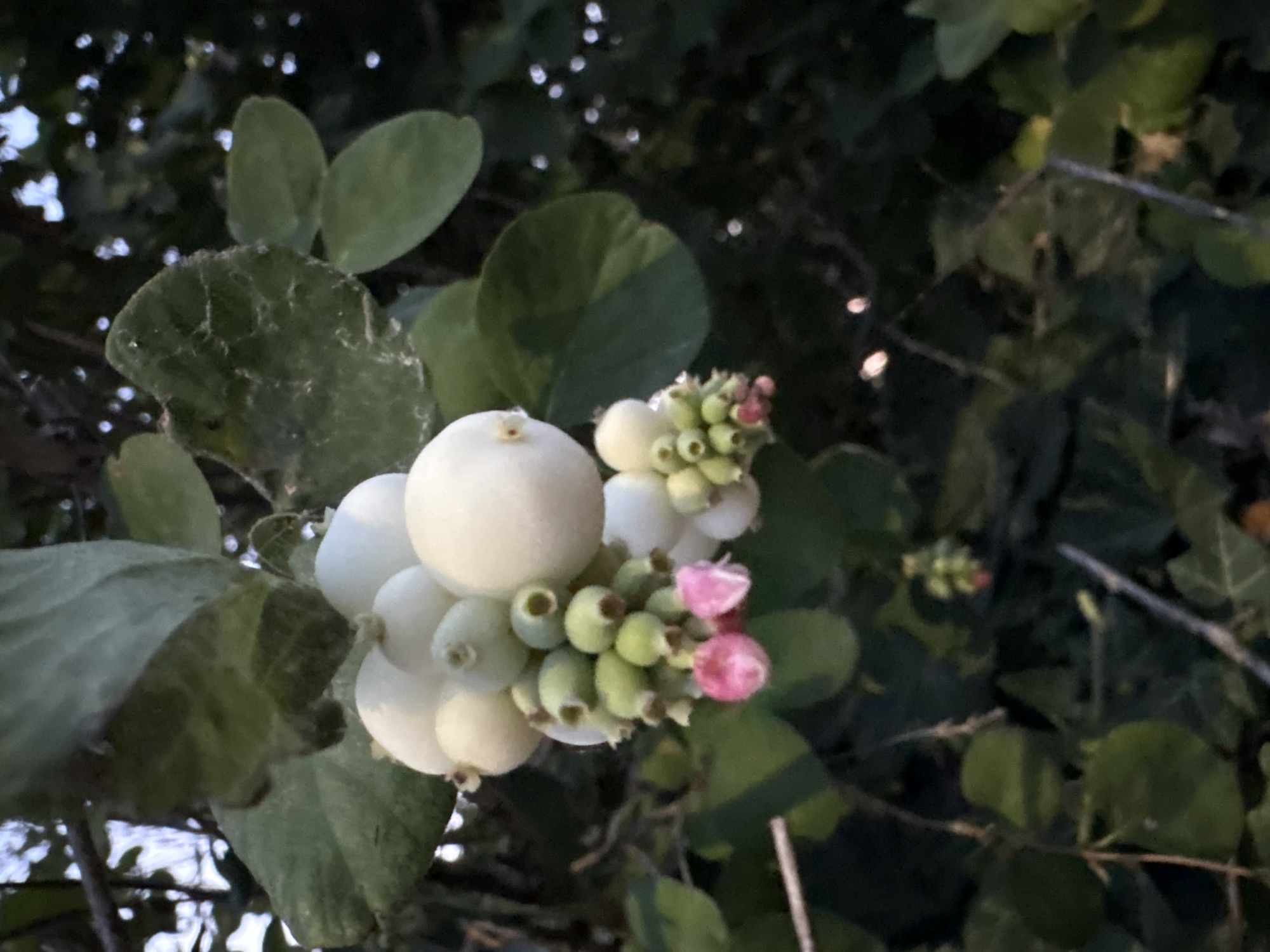 A close-up, low-light, eye-level shot shows a cluster of white berries with some small pink buds at the bottom, growing on a branch with green leaves in an outdoor environment. The berries are round and smooth, some are in clusters. The leaves are broad and have a slightly textured surface. The background is dark and out of focus, suggesting dense foliage and possibly trees. There are a few specular highlights visible in the background, indicating small light sources. The image does not contain any people or discernible location within Chelmsford, United Kingdom.