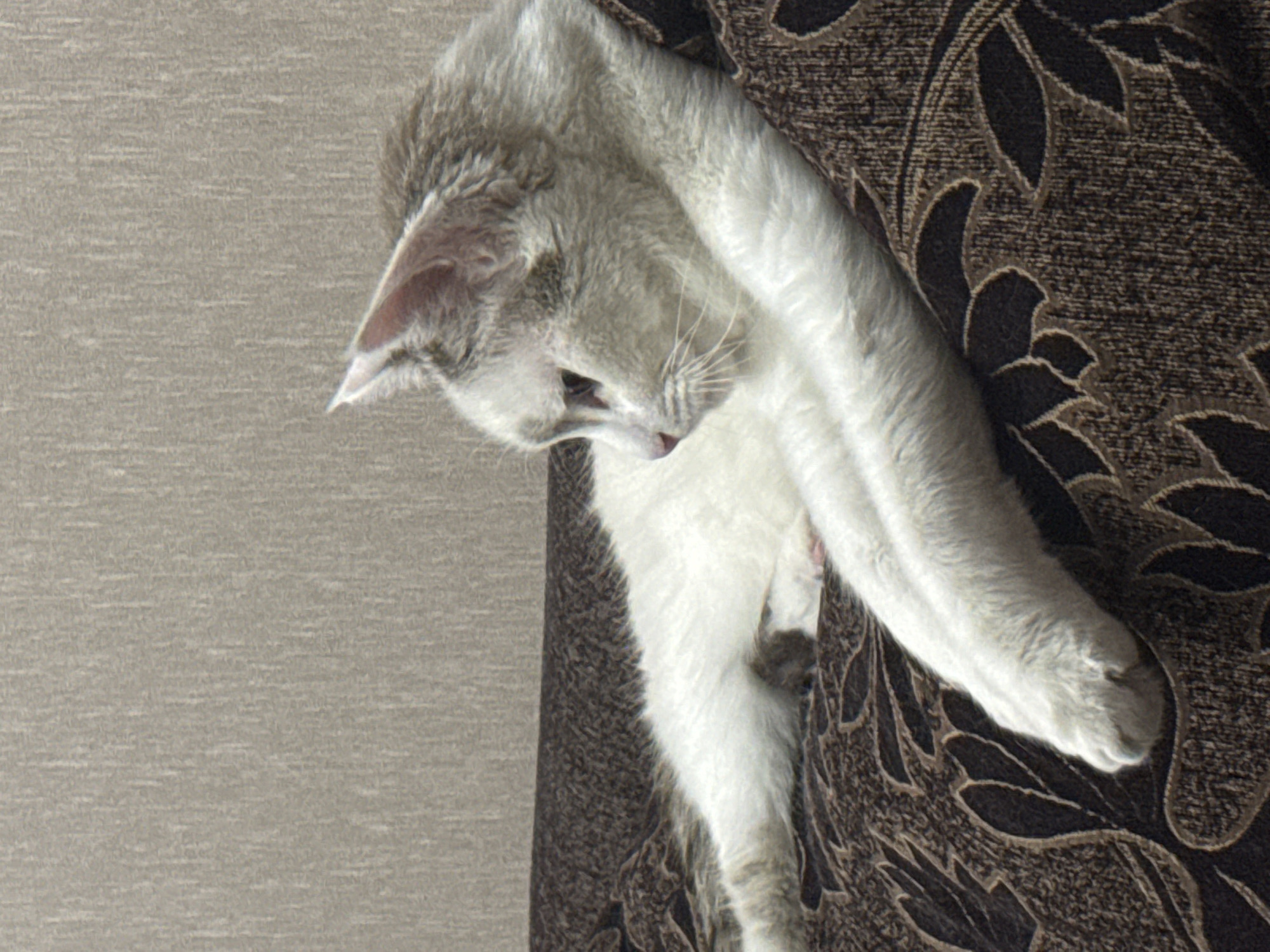The image shows a white cat with grey markings, lying on a brown patterned sofa. The cat is looking to its left, with its head turned. The background is a textured beige wall. The scene appears to be indoors. There is no information in the image to indicate its location in Bishkek City, Kyrgyzstan.