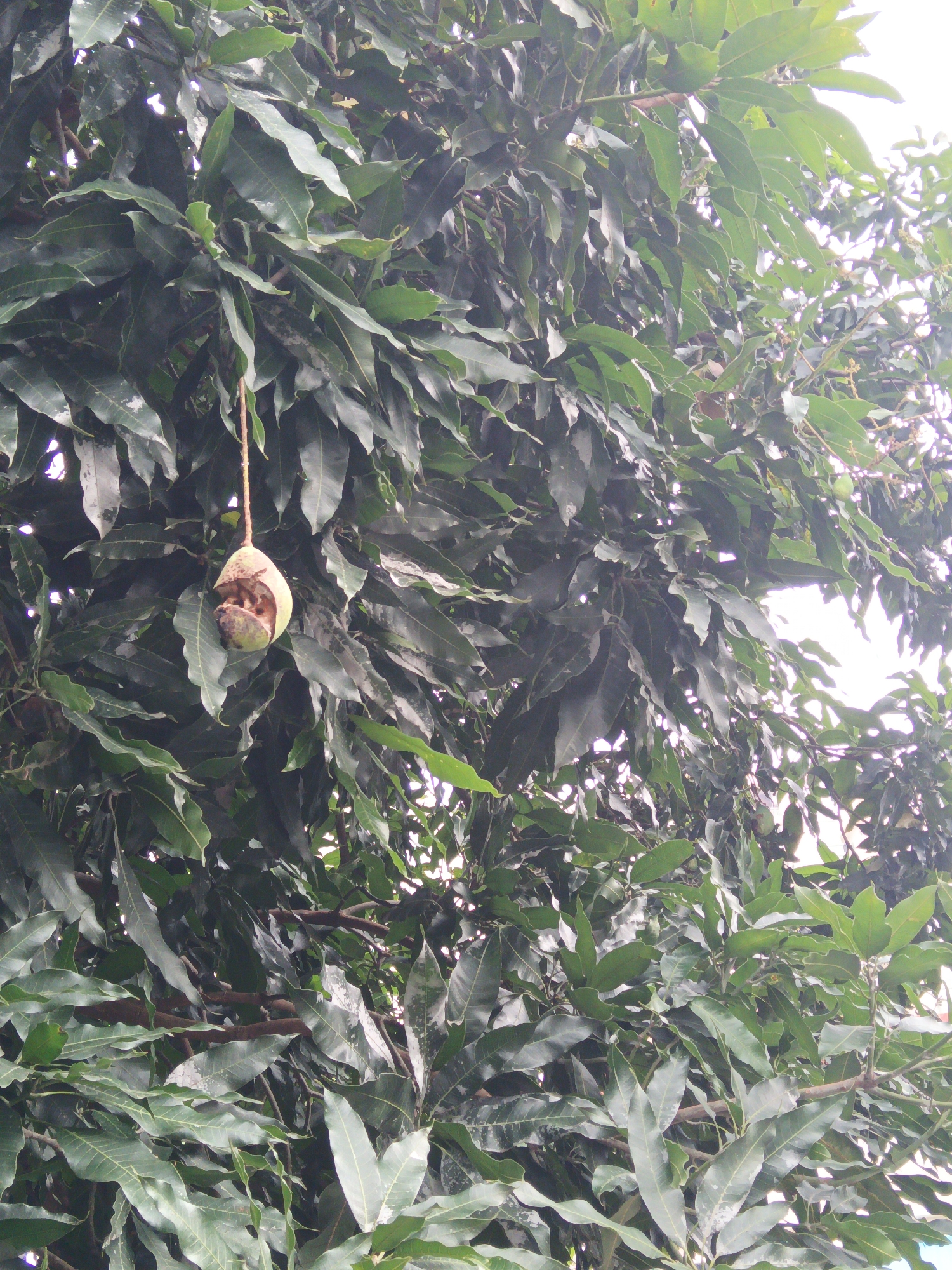A partially eaten mango hangs from a string from a mango tree. The mango is light green and has several large bites taken out of it, revealing the flesh inside. The tree is dense with dark green leaves, and the background is a bright, overcast sky. There are no people visible in the image.
