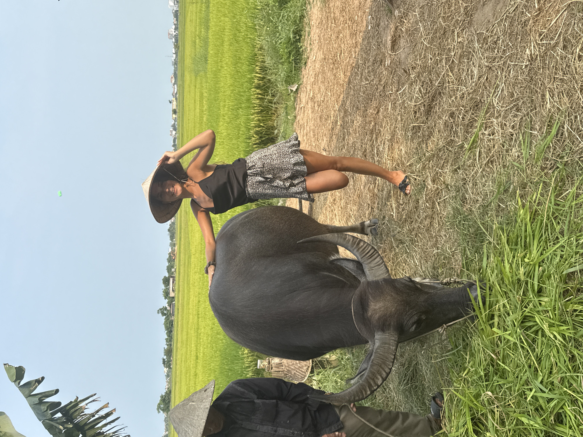 An outdoor scene in Hội An Ward, Vietnam, features a woman posing alongside a large water buffalo, set against a backdrop of vibrant green rice paddies under a clear blue sky. The woman, standing upright, wears a black spaghetti-strap top, a patterned mini-skirt, and a traditional Vietnamese conical hat (nón lá), which she holds with one hand. She has a bright smile, suggesting enjoyment. Her other hand rests gently on the back of the water buffalo, which is dark-colored with prominent, curved horns. A rope is visible around the buffalo's snout, indicating it is being guided. The buffalo appears to be grazing on some green grass alongside a dry, straw-covered path where the subjects are positioned.
In the lower left corner, partially visible, is another person wearing a conical hat and dark clothing, likely a farmer or handler, standing near the buffalo. Distant buildings are discernible on the horizon, hinting at a nearby village or town. The light suggests it is bright daylight, likely mid-day or afternoon, with clear, sunny weather. Lush green banana leaves are visible in the far foreground on the left. No discernible text is present in the image.