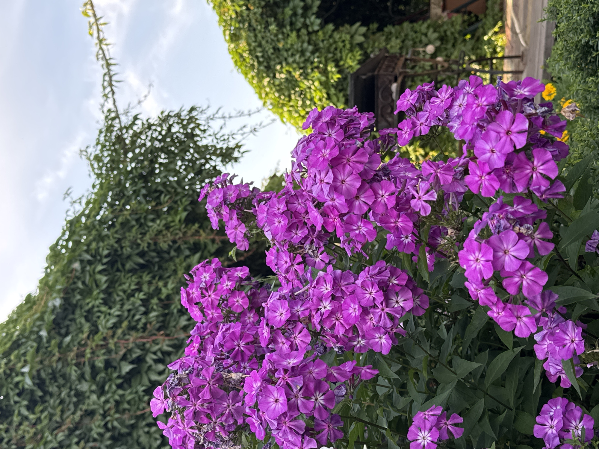 A close-up shot focuses on clusters of vibrant purple phlox flowers in the foreground. Behind the flowers, a dense green vine covers a wall. In the background, a section of a wire gazebo or trellis is visible, partially obscured by the foliage. The sky above is a pale blue with scattered clouds. The scene appears to be an outdoor garden or park setting. There are no people visible in the image.