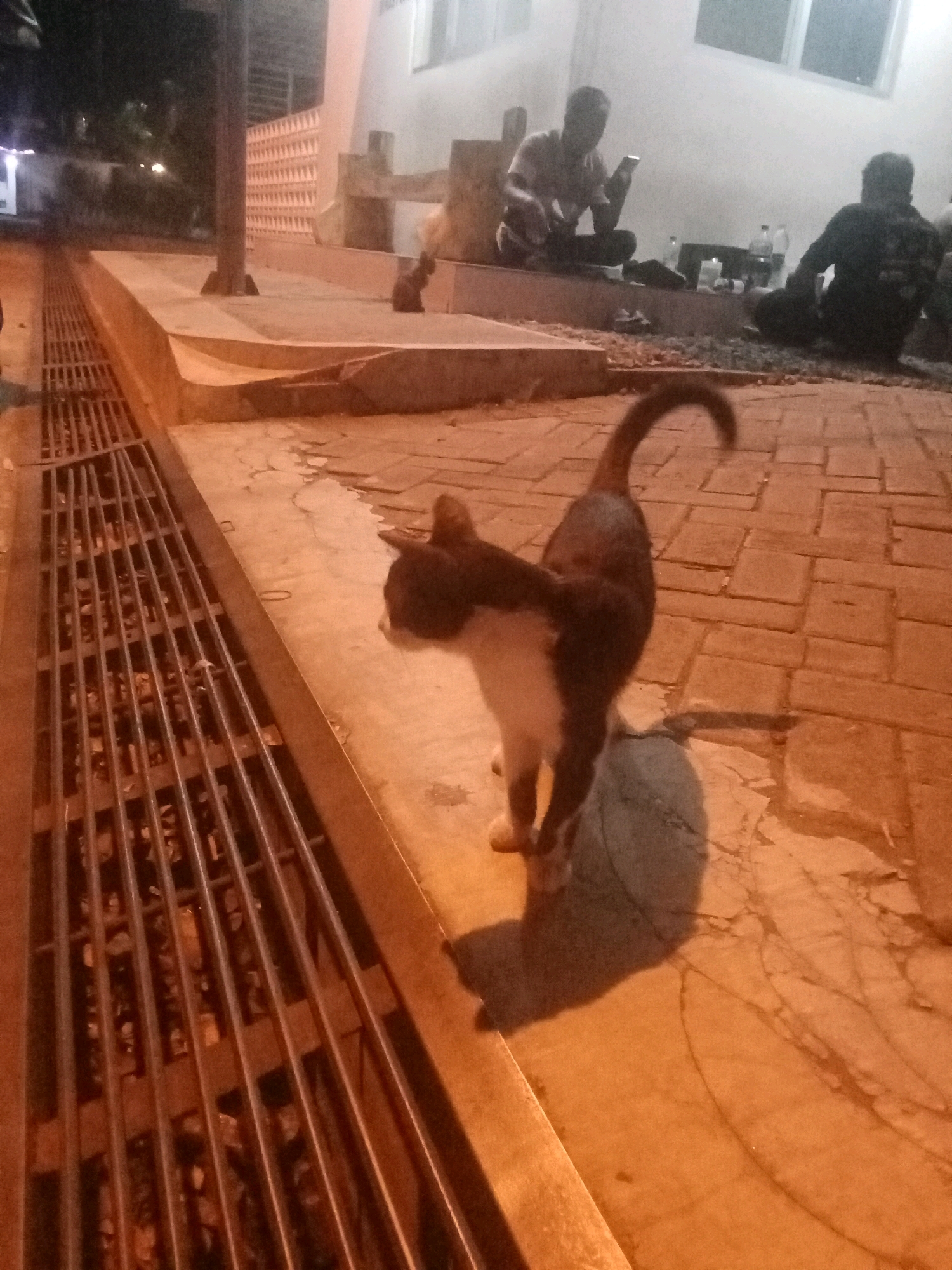 In Jombang, Indonesia, a domestic cat with black and white fur is captured in a low-angle, outdoor shot at night. The cat is standing on a paved area, its body angled to the left, with its tail curved upwards. A metal grate, likely a drainage channel, runs along the left side of the frame. In the background, three individuals are seated on the ground. One person, to the left, is holding a smartphone. Another person, to the right, is mostly obscured from view. The environment appears to be a public space, possibly a park or sidewalk, illuminated by artificial light, creating a warm, orange-toned ambiance. The ground is paved with interlocking bricks.