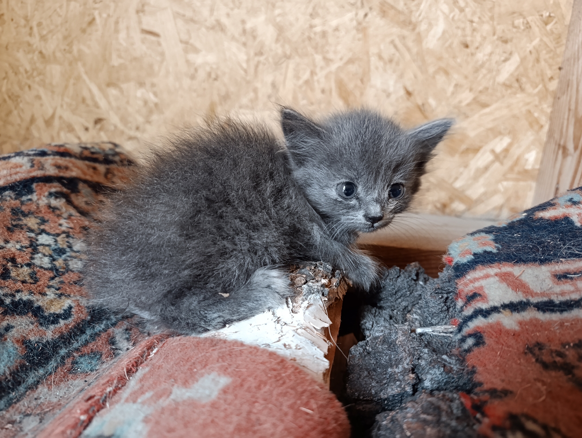 A young, gray kitten is perched on a piece of wood. The kitten is facing right, with its body angled towards the viewer. Its fur is fluffy and its eyes are wide open. The kitten is sitting on a patterned rug, with a wooden wall in the background. The image is a close-up shot, with the kitten being the main subject.