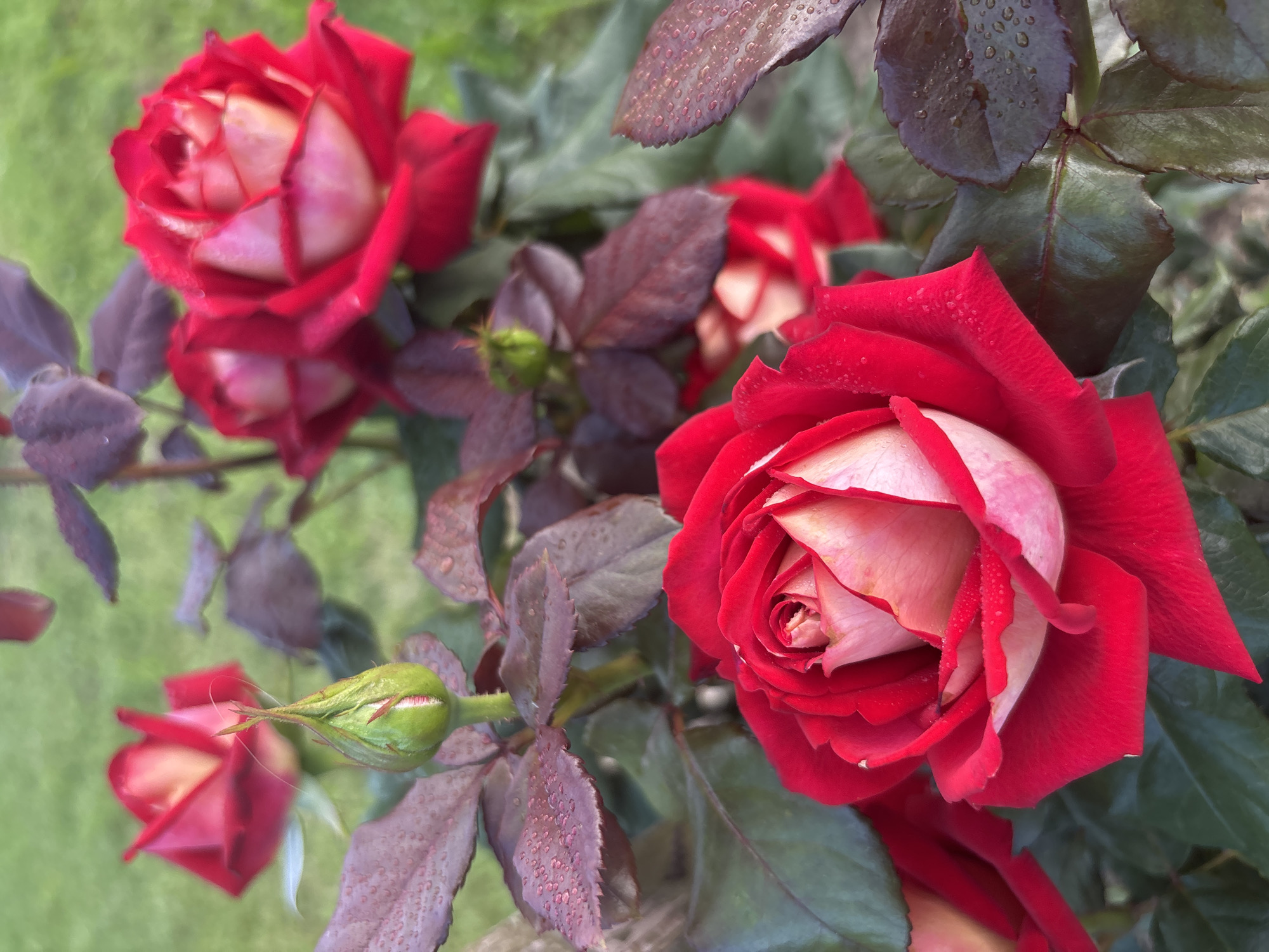 A close-up shot features several red and white roses in a garden setting. The roses are in various stages of bloom, with one fully open and prominent in the foreground, showcasing its intricate petal structure and dew drops. Other roses are partially open or still buds, including a green bud with red tips on the left side of the image. The leaves of the rose bush are a deep green and reddish-purple, some also adorned with water droplets, suggesting recent rain or watering. The background is softly blurred green grass, indicating an outdoor, natural environment. The lighting appears soft and diffused, hinting at an overcast day or early morning/late afternoon. The overall mood is serene and natural, focusing on the delicate beauty of the roses. No text is visible in the image.