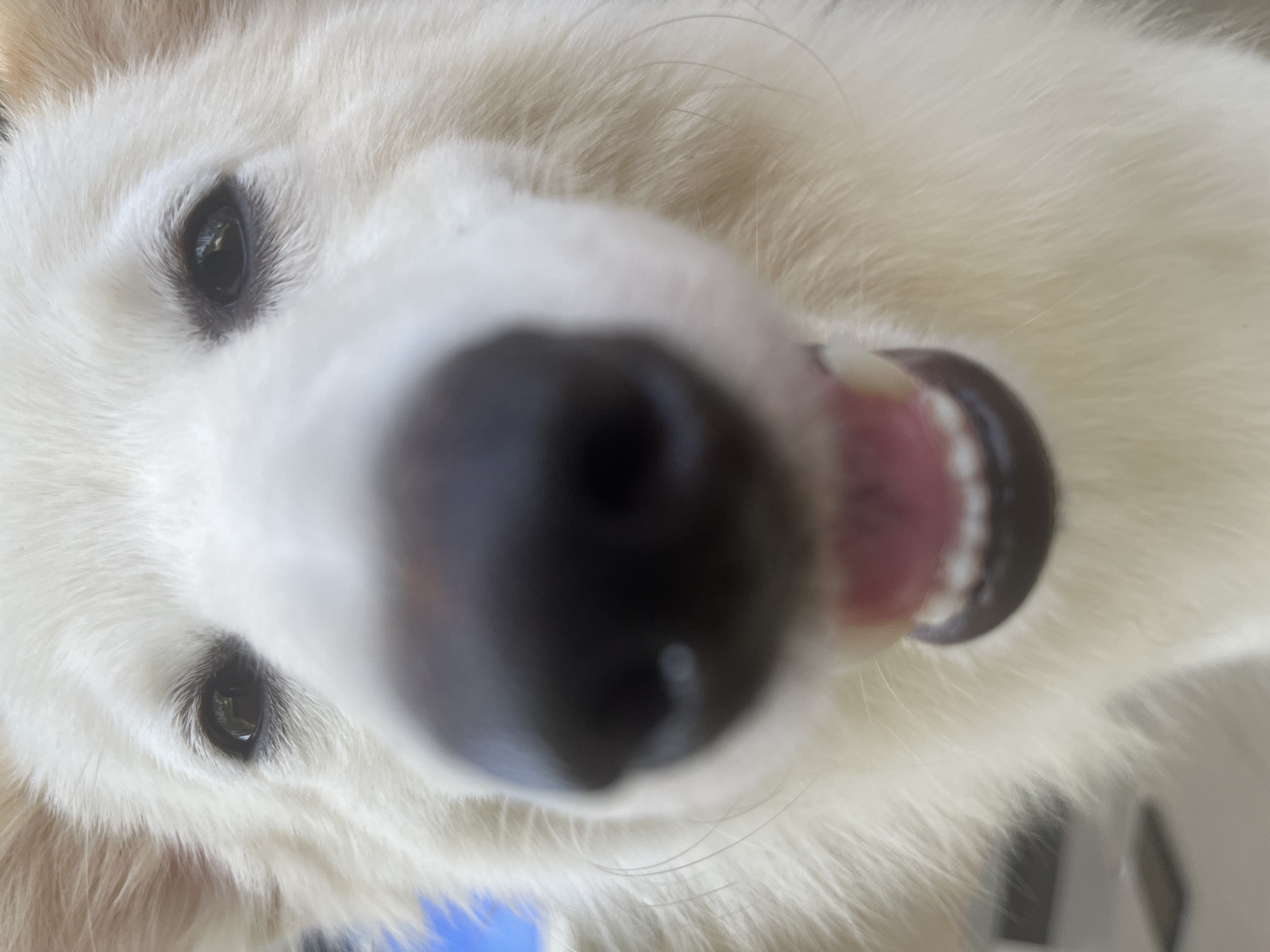 A close-up, upward-angled photograph shows the face of a white dog with black eyes and a large black nose. The dog's mouth is slightly open, revealing its teeth and pink tongue. The fur around its face is white and fluffy. The background is out of focus and indeterminate. There is no information in the image to identify the location as Ikot Ekpene, Nigeria.