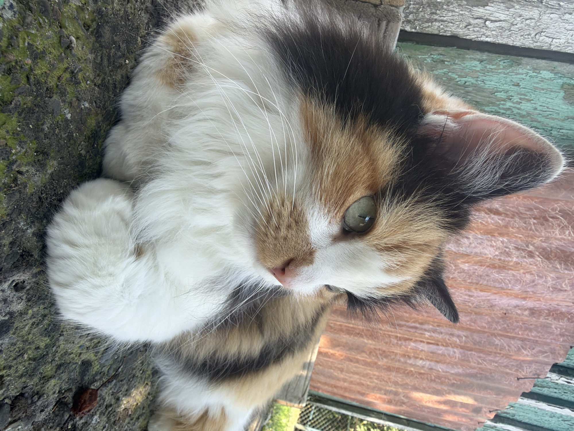 A calico cat with white, orange, and black fur is resting on a rough, dark surface, possibly concrete or stone, with patches of green moss. The cat is positioned in the foreground, facing right with its paws tucked underneath. Its eyes are a light green, and its nose is pink. Behind the cat, a weathered wooden fence with peeling green paint is visible on the left, and a rusty corrugated metal sheet is on the right. The background includes some greenery and a chain-link fence, suggesting an outdoor environment. The lighting indicates it is daytime.