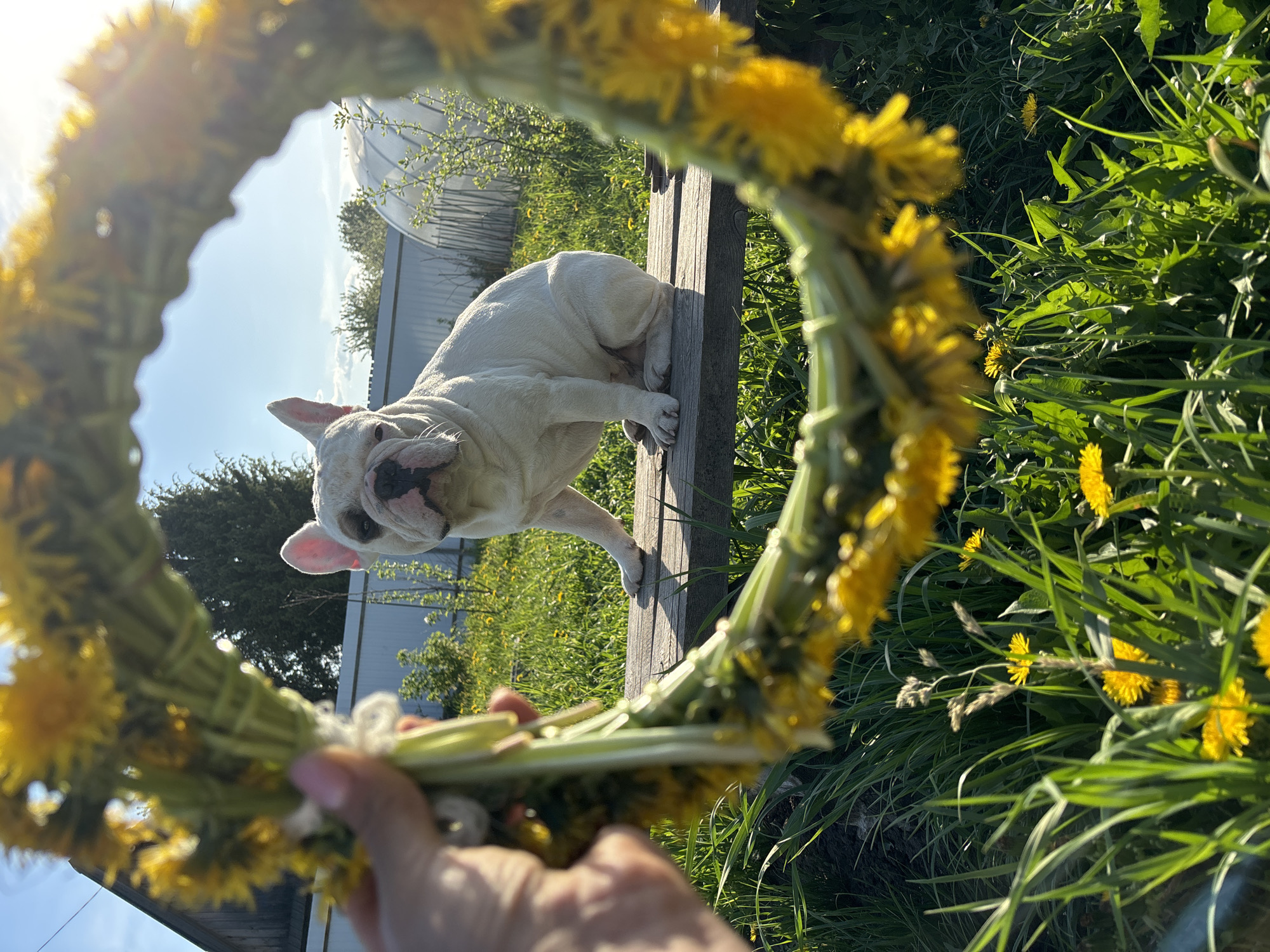 A low-angle shot in a rural location shows a white French bulldog perched on a wooden bench or ledge. The dog is framed by a hand-held wreath made of dandelions. The background reveals grass with dandelion flowers, some sparse trees, and what appears to be a greenhouse or similar structure. The sky is blue, with the sun partially obscured by the dandelion wreath, resulting in lens flare. The location is identified as Chaikovsky, Russia.