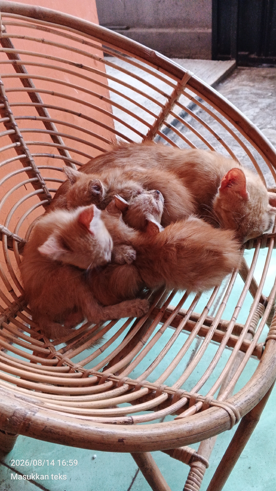 An adult ginger cat and three ginger kittens are sleeping together in a round, woven bamboo chair. The chair is on a light blue surface, and behind it, a peach-colored wall is visible. The scene appears to be outdoors. A timestamp at the bottom left of the image reads "2026/08/14 16:59". The phrase "Masukkan teks" is also visible. The location is stated as Jeru, Indonesia.