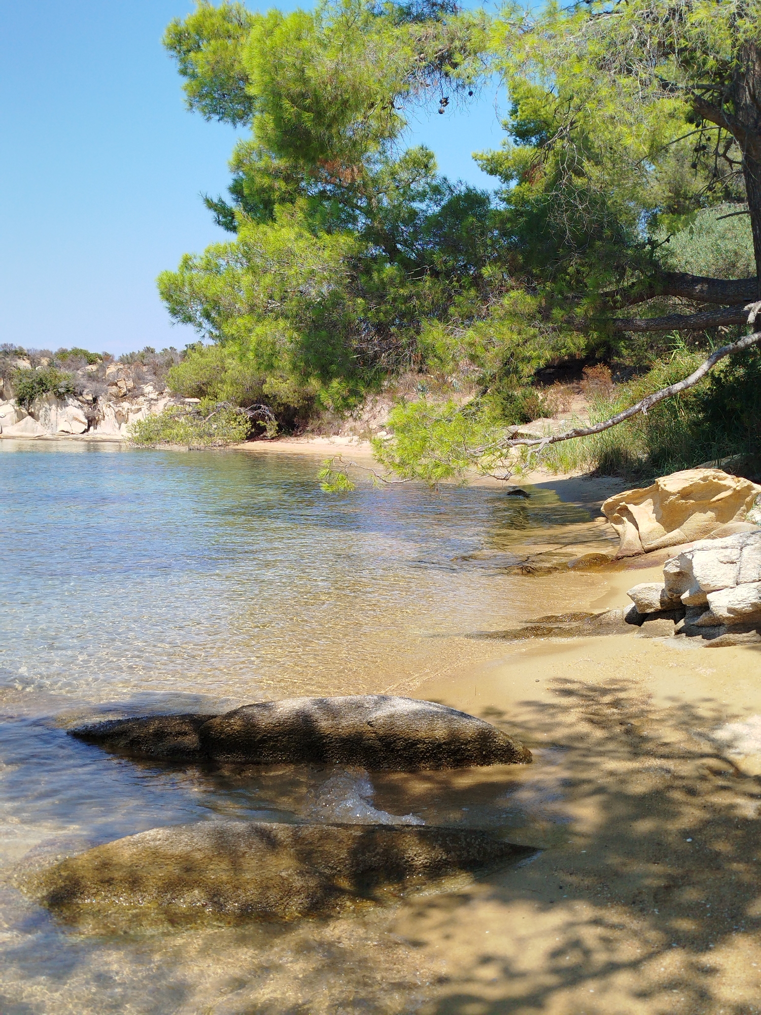 This is a vertical, eye-level, medium shot of a serene beach on a sunny day. The foreground features shallow, clear turquoise water lapping against a sandy shore. Two large, dark, wet rocks are partially submerged in the water. Beyond the water, the sandy beach is visible, with several large, light-colored rocks and boulders scattered along the shoreline.
Dominating the background is a lush, green pine tree with its branches extending over the water and the beach, casting dappled shadows. The tree is situated on a rocky, elevated area covered in vegetation. The sky is a clear, bright blue. The scene evokes a sense of tranquility and natural beauty, characteristic of a secluded coastal location. The specific location is identified as Sithonia Municipal Unit, Greece, likely a natural cove or small beach area within this region, known for its picturesque coastlines and pine forests. No people are present in the image.
