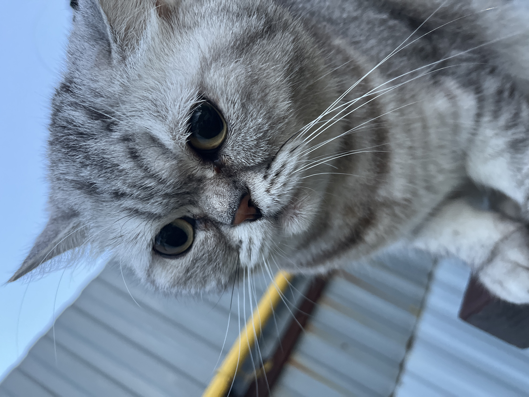 A close-up, low-angle shot features the face of a gray tabby cat. The cat is looking slightly to the left of the camera with its eyes wide open and pupils dilated. Its ears are pointed upwards, and its whiskers are splayed out. The cat's fur is a mix of gray and white with dark tabby markings on its head and body. In the background, a light blue sky is visible above a corrugated metal structure. A yellow pipe or beam runs diagonally across the left side of the frame, attached to the metal structure. The foreground is blurred, showing a dark brown object, possibly a railing or ledge. The scene is outdoors, and the lighting suggests it is daytime. There is no visible indication of the cat's location in Chaikovsky, Russia.