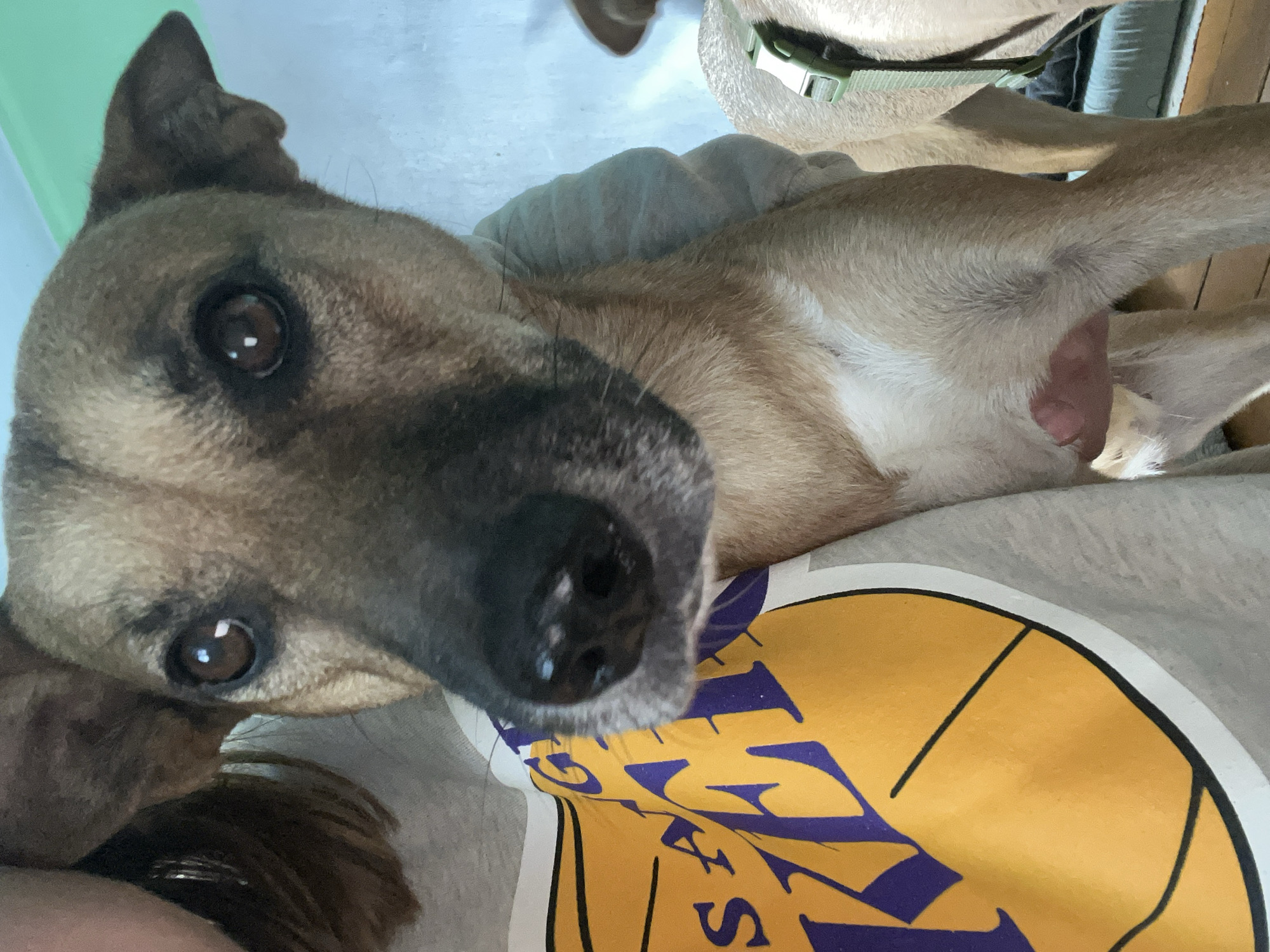 A close-up, low-angle shot shows a light brown dog with dark brown eyes looking directly at the camera. The dog is held by a person wearing a grey t-shirt with a large yellow and purple Los Angeles Lakers logo. The background is out of focus and appears to be a wall with a faint green hue at the top. Another dog, partially visible on the right side of the frame, is wearing a green collar. The image is taken indoors, with soft lighting. There is no indication of the location in the city of Nizhny Tagil, Russia.