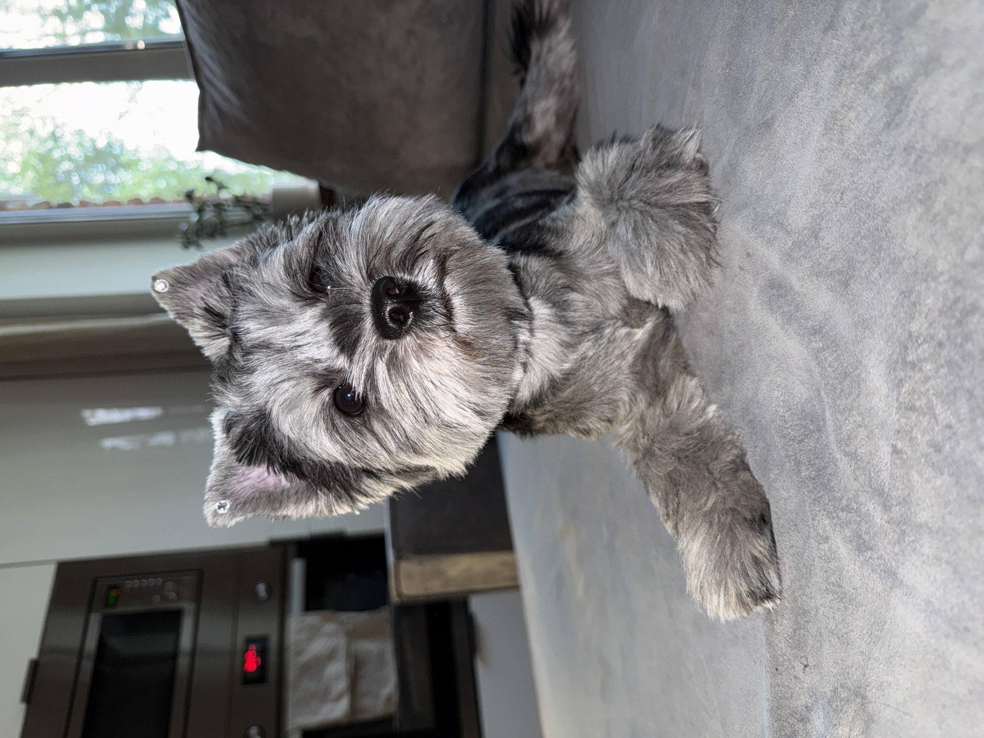 A small grey and black dog with a shaggy coat and dark eyes is lying on a grey couch in a room. The dog's ears are pricked up and have small shiny clips on them. In the background, there is a kitchen with a microwave and a window with green foliage visible outside. The overall scene is well-lit and appears to be indoors.