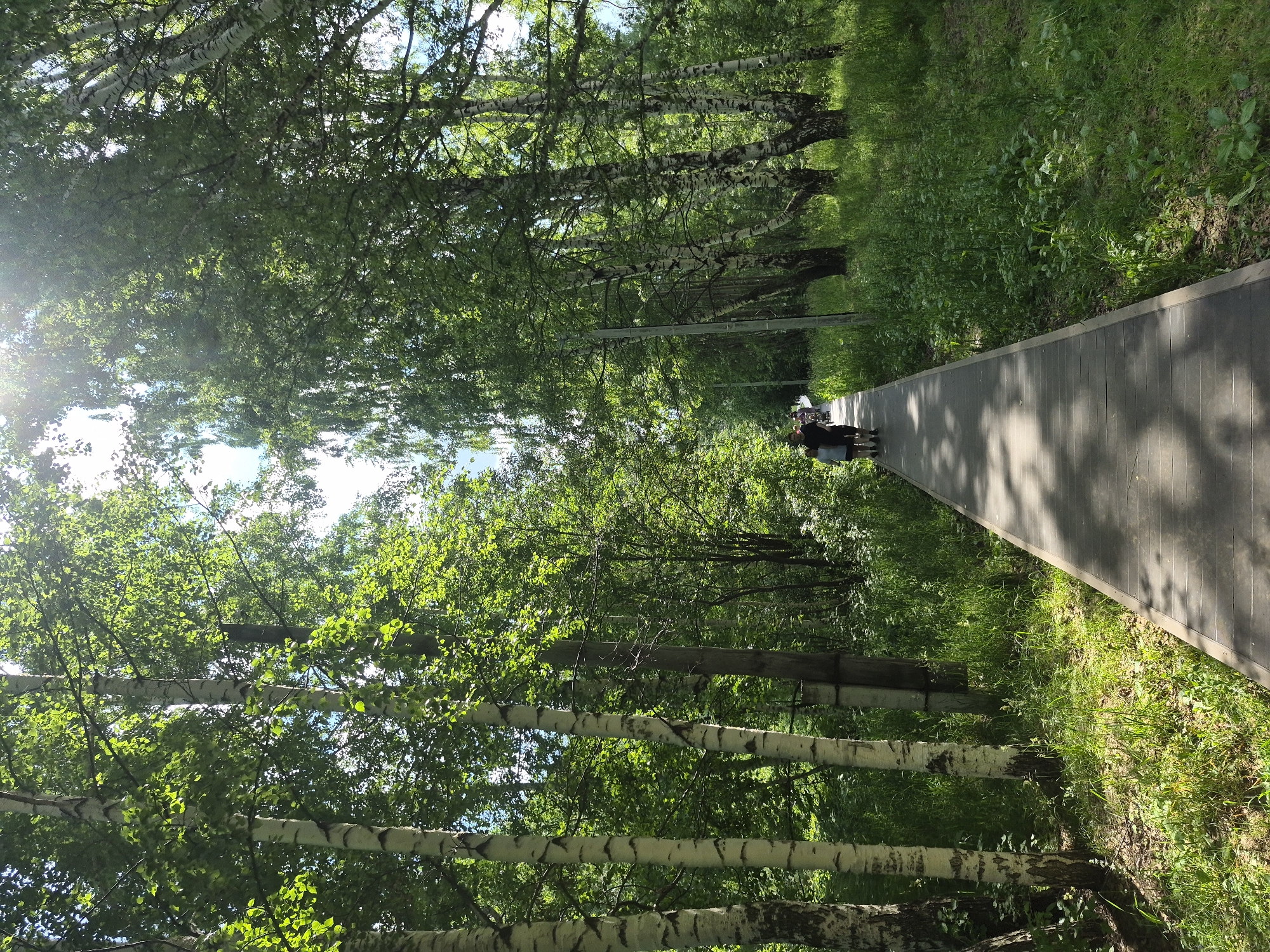 The image shows a sun-dappled wooden pathway through a forest of birch trees, likely in the city of Chaikovsky, Russia. The path is lined with lush green grass and foliage, with sunlight filtering through the dense canopy of leaves, creating a dappled effect on the ground. In the distance, a small group of people, possibly two couples, are walking along the path. The scene evokes a sense of tranquility and natural beauty, typical of a park or recreational area.