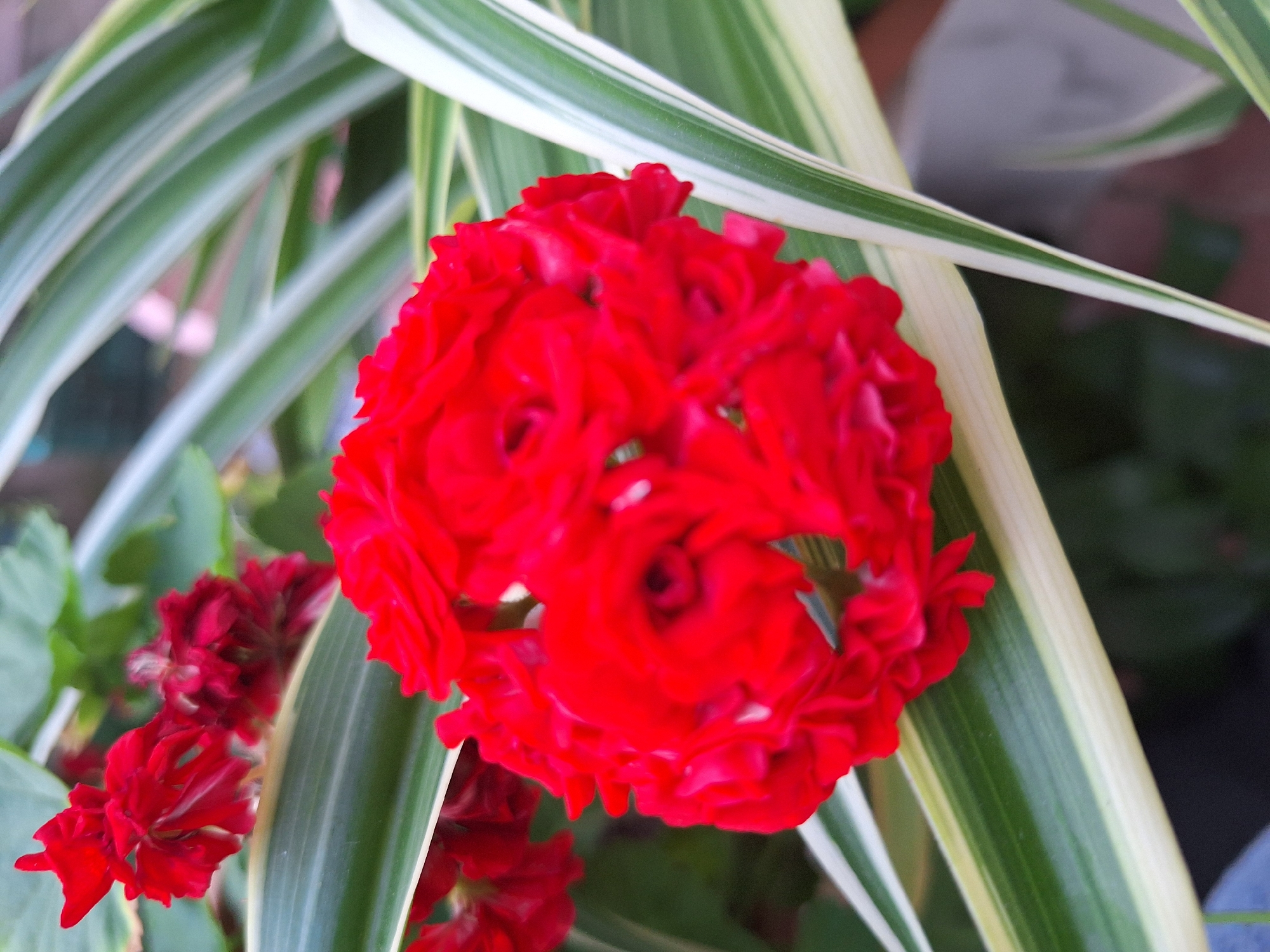 The image displays a close-up view of vibrant red flowers, possibly geraniums, in full bloom. The flowers are clustered together, forming a dense, spherical shape with numerous delicate petals. Behind the red flowers, there are green leaves and stems, and some striped green and white foliage, likely from a spider plant or similar ornamental plant. The background is softly blurred, suggesting a shallow depth of field, and hints at an outdoor or semi-outdoor setting with a darker, possibly earthy, tone. The lighting appears natural, highlighting the rich red of the flowers. There are no people visible in the image. The overall impression is one of natural beauty and botanical detail. The scene is consistent with a garden or potted plant display, which could be found in various locations in Nabran, Azerbaijan, known for its lush vegetation and natural scenery.