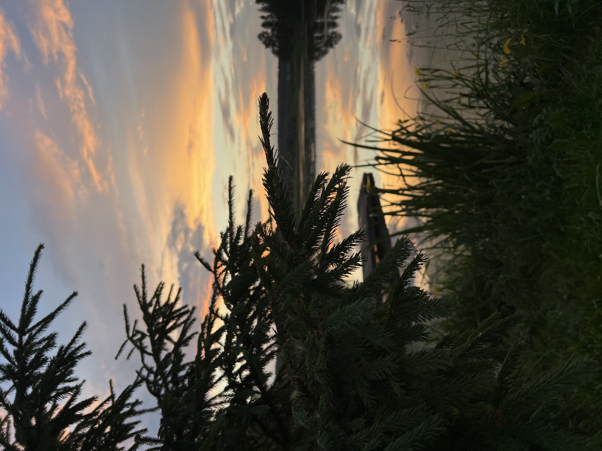 A vertical, medium-shot photograph captures a tranquil lake scene at dusk, framed by the dark silhouette of a pine tree in the foreground, its needles detailed and sharp. The lake's surface reflects the warm hues of the sunset, with streaks of orange and pink painting the sky and mirrored in the calm water. Beyond the lake, a dense line of dark trees forms the horizon, silhouetted against the colorful sky. In the middle ground, a small, dark wooden dock juts out into the water. Tall, dark green reeds and grasses grow along the near bank, with a few small yellow wildflowers visible among them. The sky above is a gradient of soft blues at the top, transitioning to warmer yellows, oranges, and hints of pink from the setting sun as it descends towards the horizon. The overall atmosphere is serene and natural, suggesting a remote, peaceful location. The location is identified as Al'nyash, Russia.