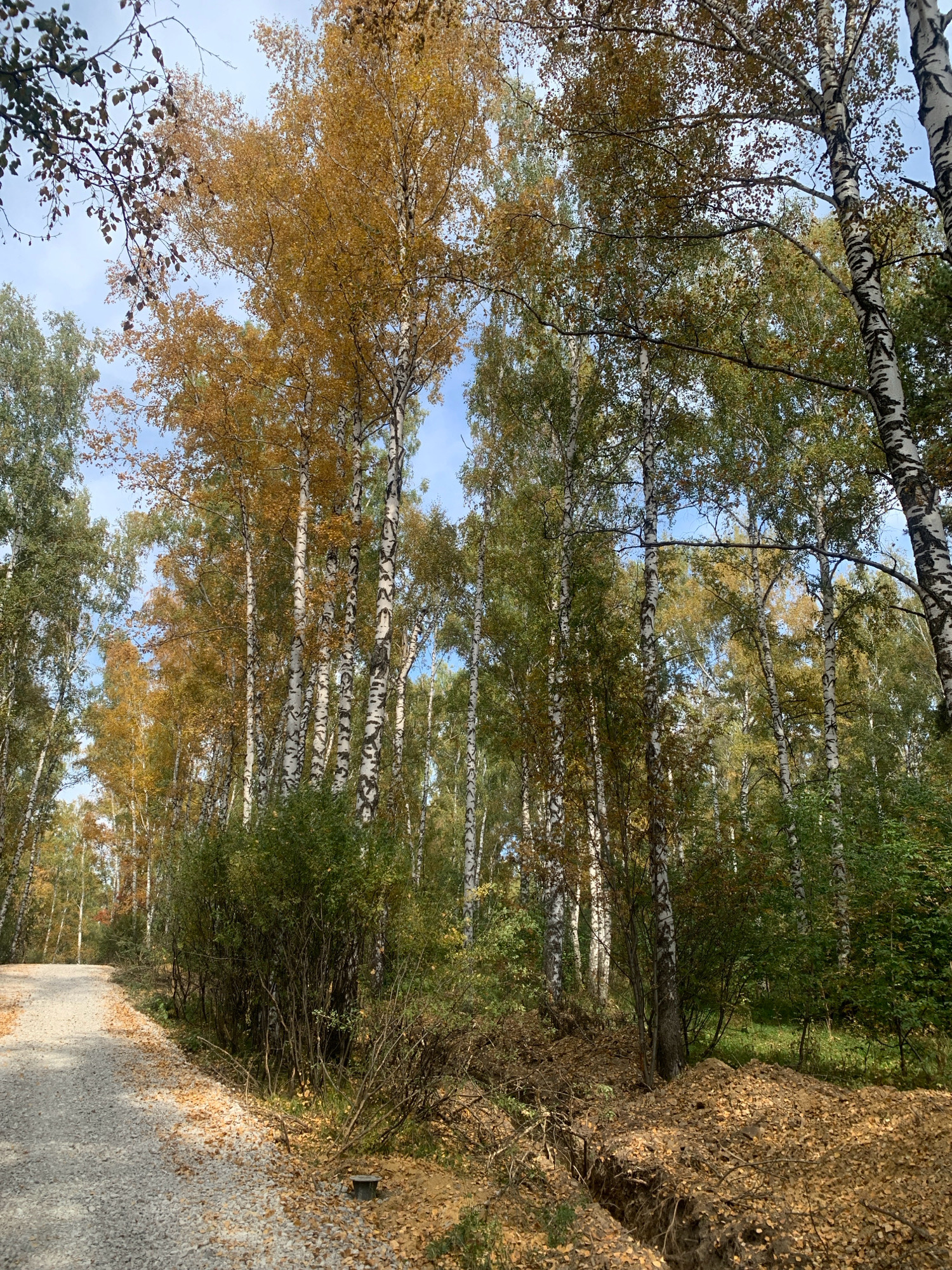 The image depicts a natural outdoor scene within the city of Prokopyevsk, Russia, likely in a park or forest area. A gravel path curves from the lower left towards the upper left of the frame, covered in fallen yellow and brown leaves, indicating autumn. The path is bordered by dense foliage and numerous birch trees, recognizable by their white bark with dark markings. Some birch trees have bright yellow leaves, while others are still green, suggesting a transitional period in the season. The forest floor is carpeted with fallen leaves and appears somewhat uneven, with some areas of disturbed earth and exposed roots. The sky is visible through the canopy, appearing partly cloudy. There are no people or animals present in the image. The overall impression is one of a quiet, natural landscape within an urban setting, captured during the fall season.