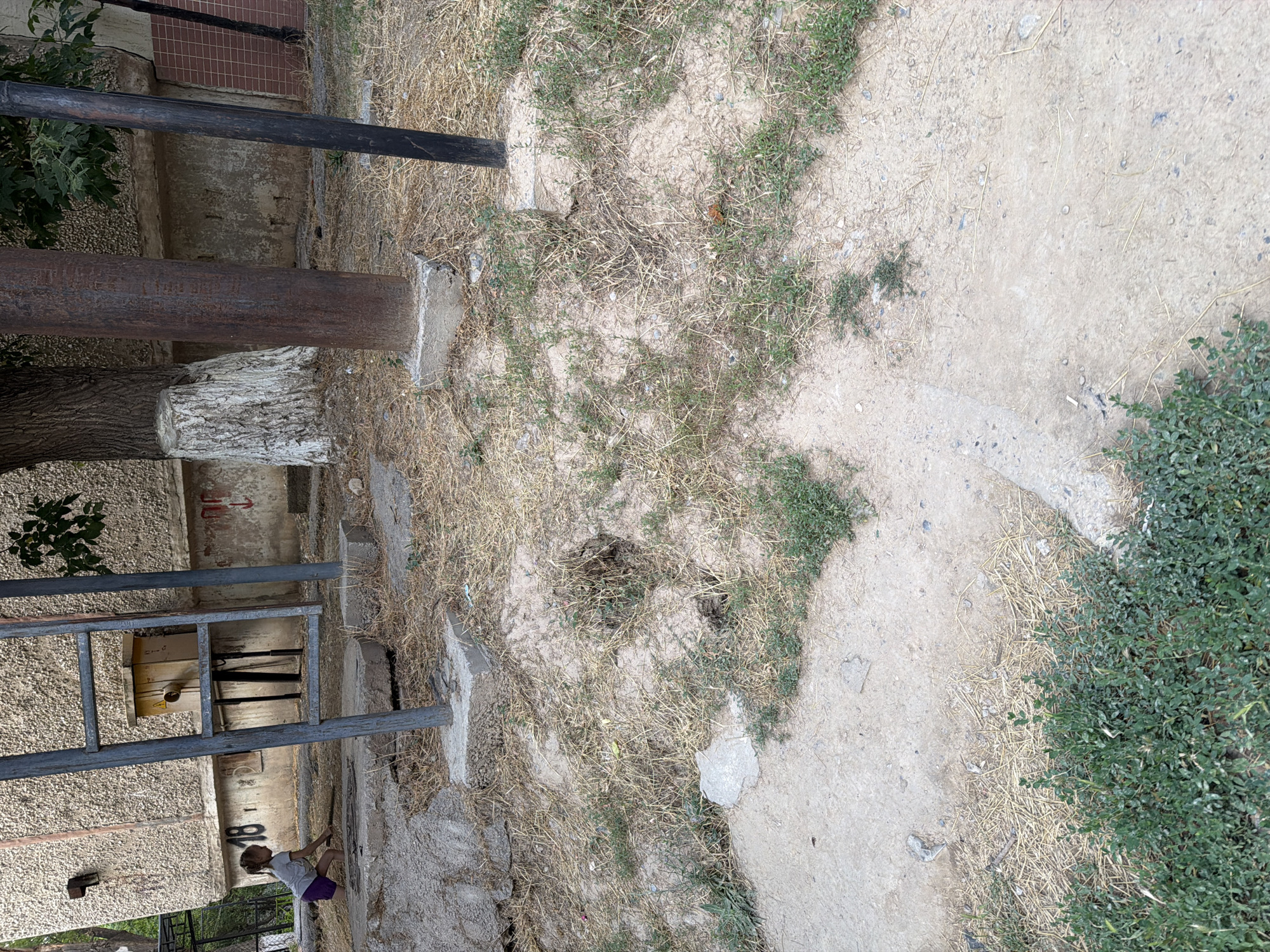 The image shows a child playing near a tree trunk in what appears to be an outdoor, somewhat neglected urban area. The child, wearing a purple skirt and a light-colored t-shirt, is on the right side of the frame, looking down towards the ground. To the left of the child is a large tree trunk, with the lower part of it whitewashed. Behind the tree, a metal structure, possibly a fence or part of a building, is visible. The ground is covered in dry grass and dirt, with some patches of green vegetation. A winding concrete path or border is visible in the foreground, leading towards a dense patch of green foliage on the right side of the image. In the background, there is a wall with some markings and what looks like a small yellow electrical box attached to the metal structure. The overall scene suggests a casual, outdoor setting, perhaps a yard or a public space with limited upkeep. The lighting suggests it could be daytime, with no clear indication of weather. The image's orientation is landscape, with the subjects appearing to be oriented upright within the frame.