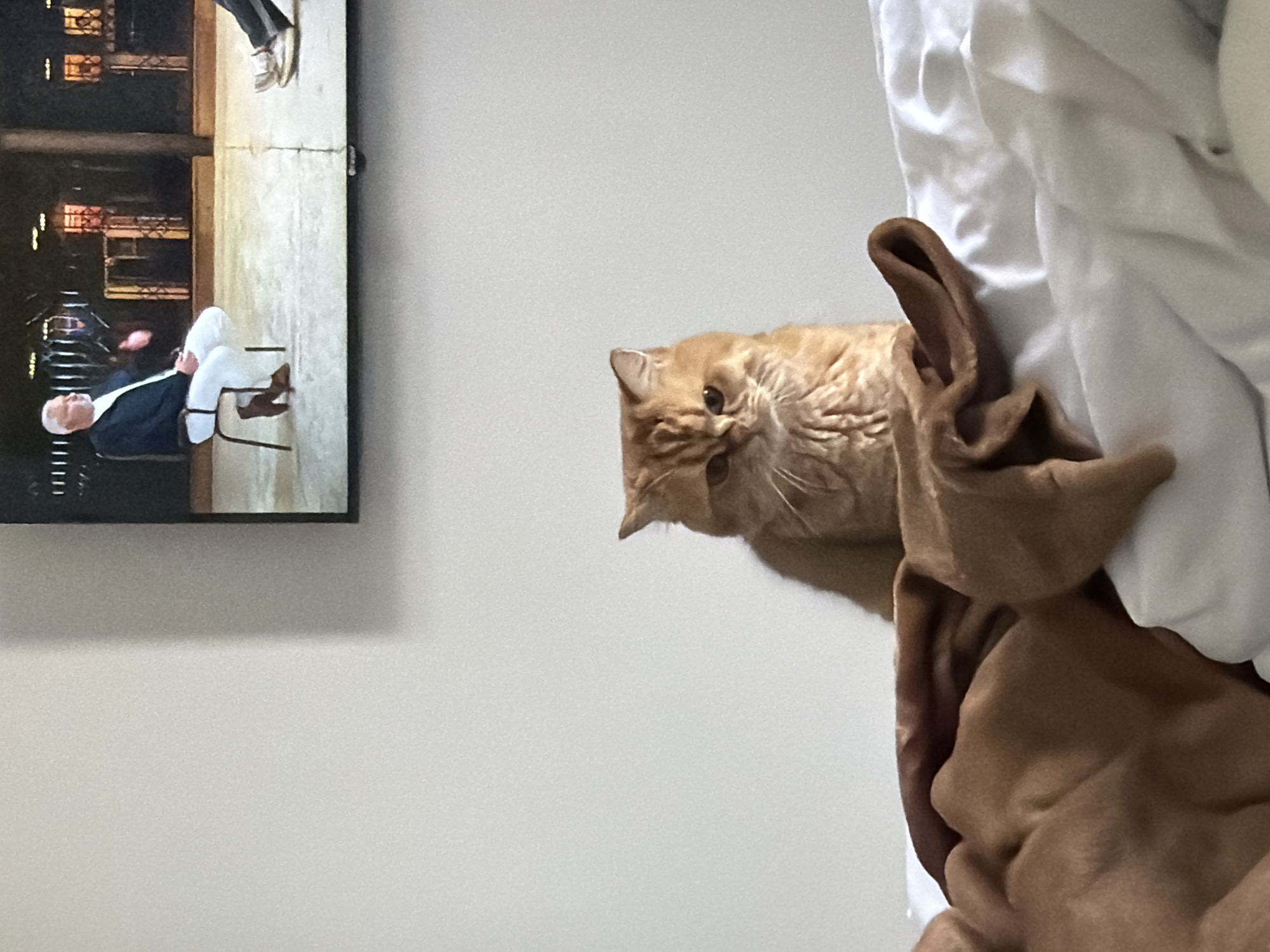 The media file depicts an indoor scene with a television and a cat. The television screen displays a man seated on a chair, wearing a dark jacket and white pants. He is looking forward, and the background of the TV screen shows a stage or studio setting with architectural elements and lighting.
In the foreground of the media file, an orange tabby cat is partially visible, peeking out from behind what appears to be bedding or blankets. The cat's head is tilted, and it is looking towards the viewer or the camera. The bedding is light-colored, likely white or off-white, with some brown fabric draped over it, possibly a blanket or a stuffed animal.
The overall lighting suggests an indoor environment, possibly in a bedroom or living area. There are no explicit indicators of the time of day or weather conditions. The presence of a television and a pet cat suggests a domestic setting. The image is taken from a low angle, looking up at the cat and the bedding. The media file is oriented in landscape mode, with the television on the left and the cat and bedding on the right. The image quality is moderate, with some graininess. There is no visible text in the media file.