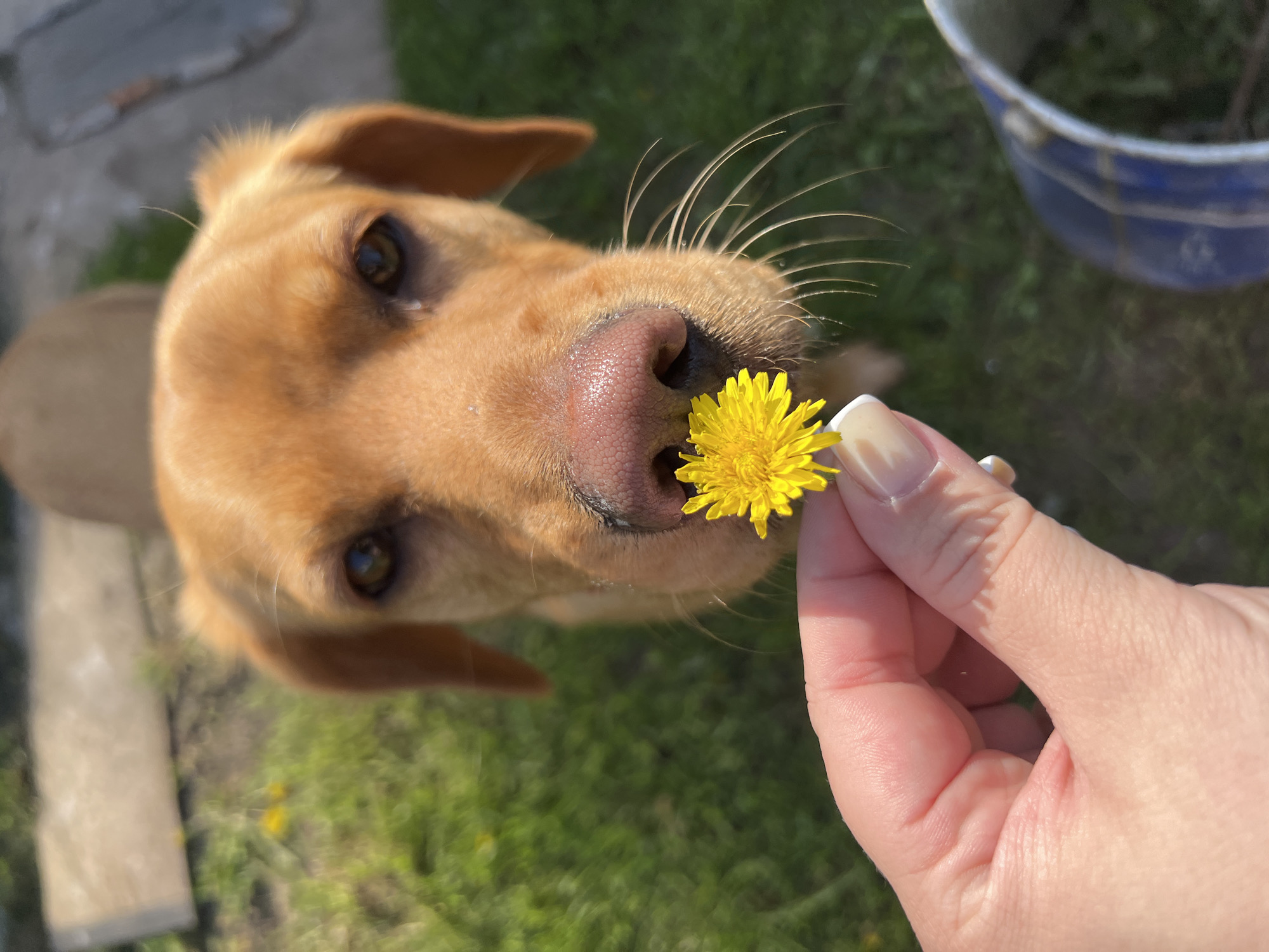 A close-up, high-angle shot features a yellow Labrador Retriever dog in a green grassy outdoor area. The dog's head is tilted upwards towards the camera. Its pink nose is prominently displayed, and it appears to be smelling a yellow dandelion flower that a human hand is holding in front of its face. The hand belongs to a person with painted fingernails. A metal bucket is partially visible in the upper right corner of the frame, partially obscured by shadow. In the background, there is a concrete block, and more grass. The general location appears to be a backyard or park setting. There is no indication of where the photograph was taken; therefore, it cannot be verified that this photo was taken in the city of Chaikovsky, Russia.