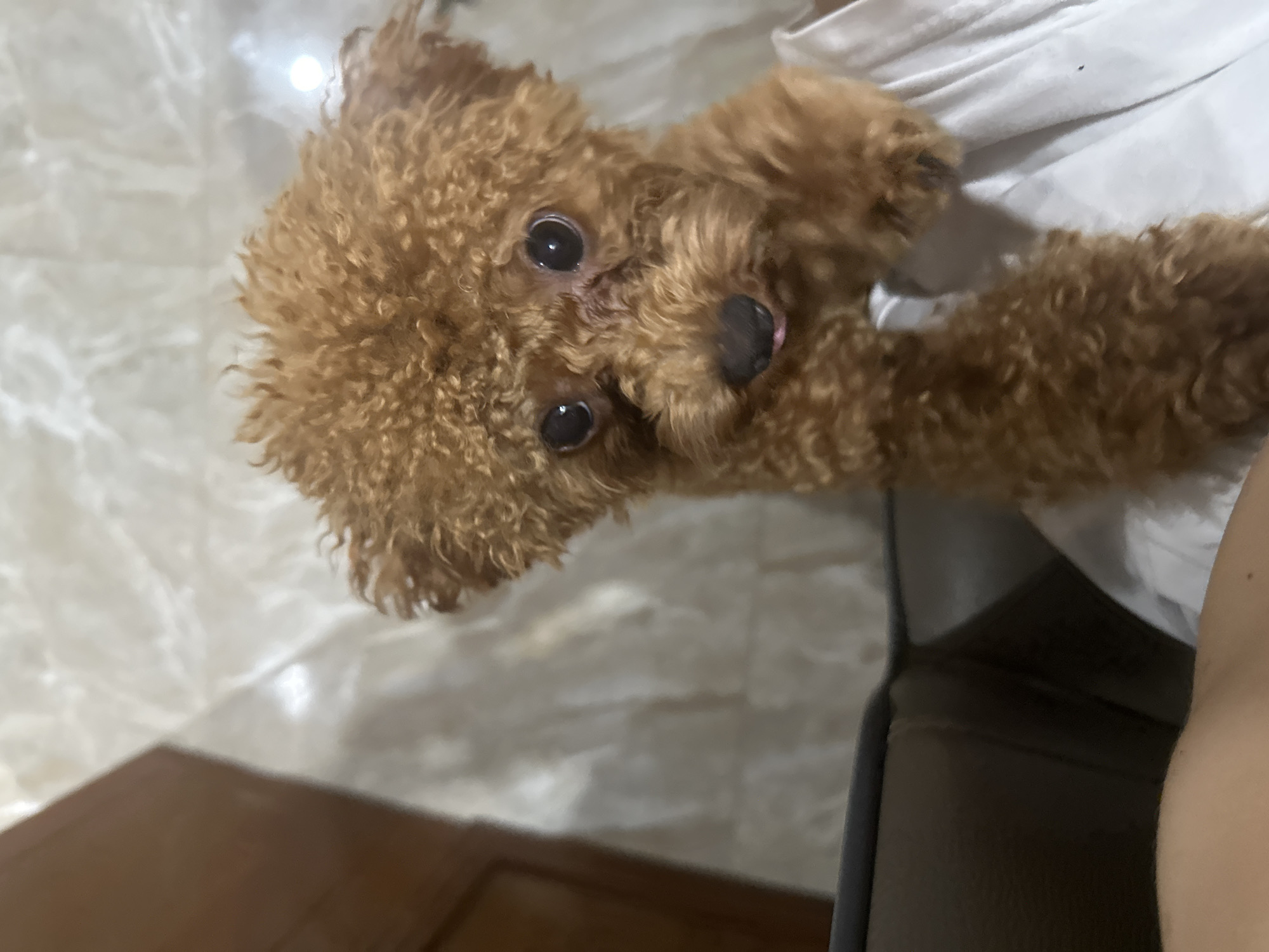 A brown, curly-haired poodle is being held by a person wearing a white shirt. The background shows a marble floor and a piece of dark brown furniture. The photograph was taken in an indoor location in the city of Bac Nha Trang Ward, Vietnam.