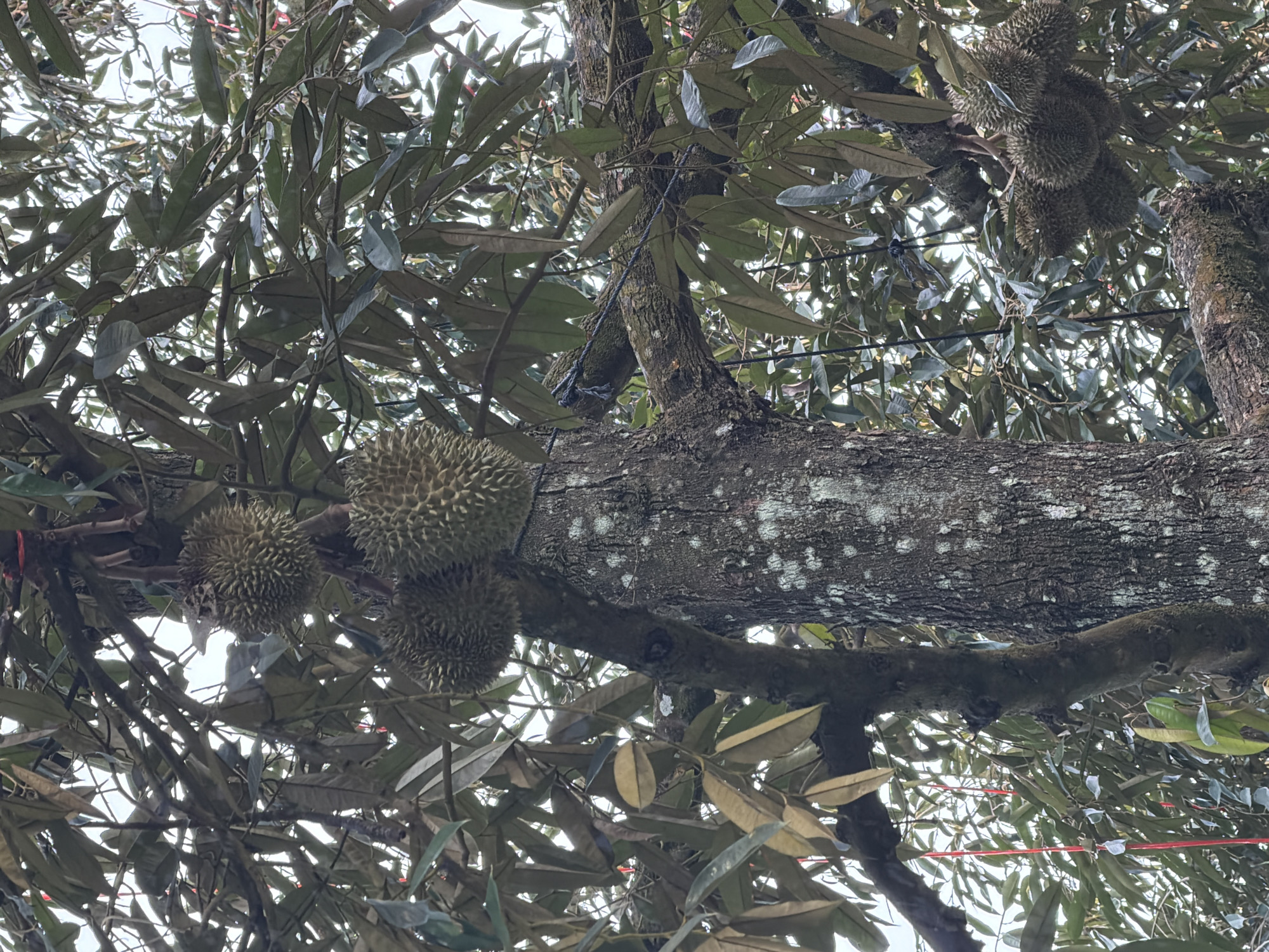 The image shows a durian tree laden with fruit, with several spiky durians hanging from its branches. The tree is dense with large, dark green leaves, some of which appear dry and discolored. A thick branch, textured with moss and lichen, runs horizontally across the frame, supporting several of the durians. Another smaller branch intersects it, with a dark blue rope tied around it. Above, more durians are clustered together, partially obscured by leaves. The sky is visible through the canopy, suggesting it is daytime. Red strings are visible in the lower portion of the image, possibly used for supporting the branches or fruit. The overall scene depicts a durian orchard in Baan Tai, Thailand, likely during the durian season. There is no visible text in the image.