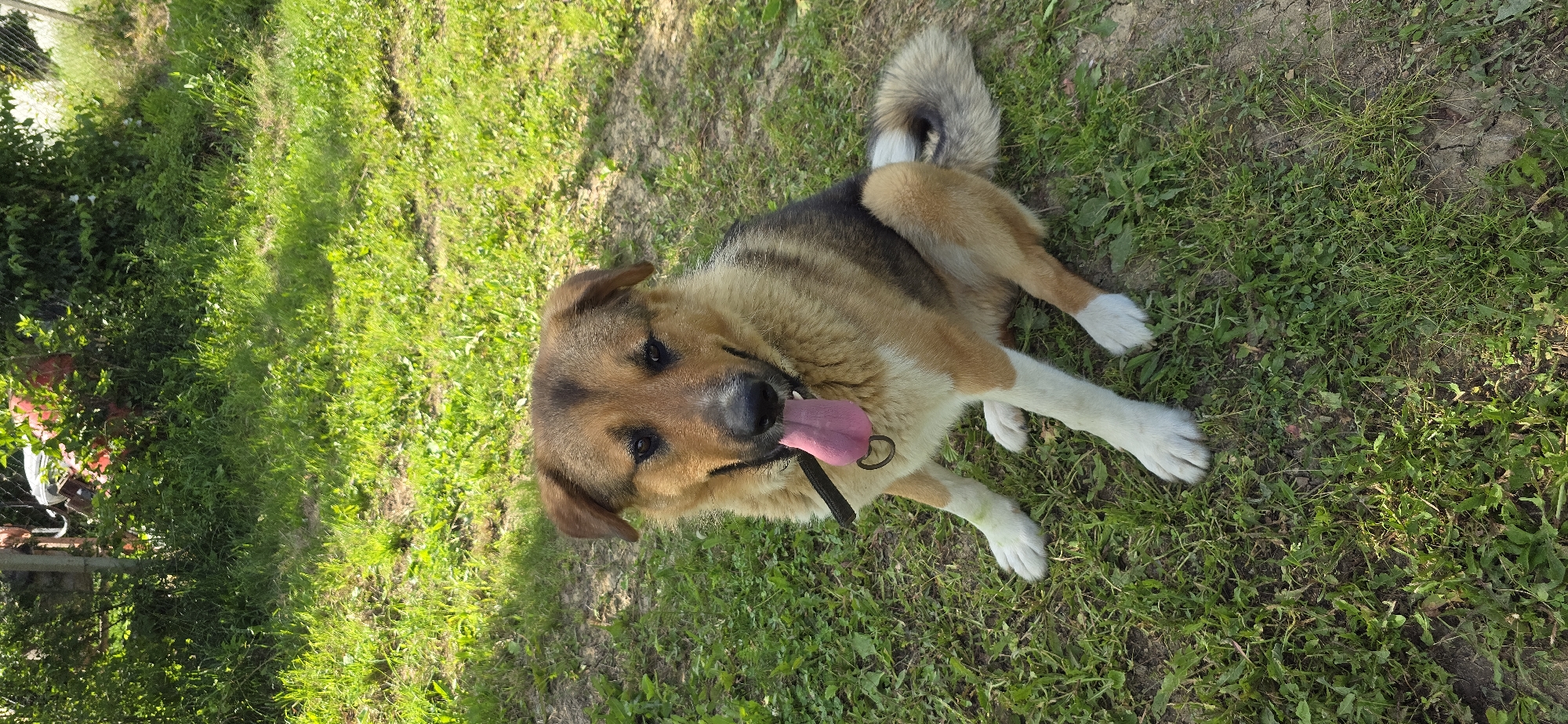 A medium-sized dog with brown and tan fur sits on a patch of grass, panting with its tongue out. The dog is wearing a black collar and appears to be outdoors in a grassy area with trees and bushes in the background. The lighting suggests it is daytime.