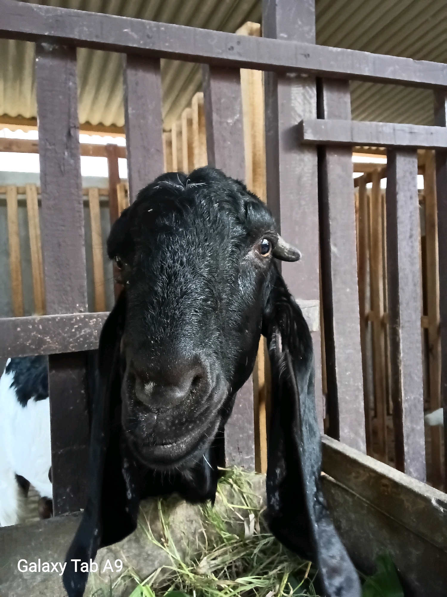 A close-up, low-angle shot captures the head and upper body of a black goat in what appears to be an outdoor pen. The goat's head is positioned centrally, filling most of the frame, and it faces directly towards the viewer. Its fur is short and appears somewhat damp. The goat has long, floppy ears that hang down, and a small horn is visible on the left side of its head. Its eyes are dark and reflective.
The pen is constructed from vertical wooden slats and horizontal beams, which are dark brown and weathered. Behind the goat, more wooden structures are visible, suggesting it is housed in a barn or enclosure. The background is slightly out of focus, but hints of corrugated roofing can be seen overhead, along with some natural light filtering through.
In the lower right corner, there is a wooden trough filled with dry grass or hay, indicating a feeding area. Some green leaves are also present, possibly part of the goat's diet. To the left and behind the black goat, a portion of another goat is visible; it has white fur with black markings.
The image has a watermark in the bottom left corner that reads "Galaxy Tab A9". The scene is likely located in or around Trenggalek, Indonesia, given the context. The overall impression is one of a simple, rural setting focused on livestock.