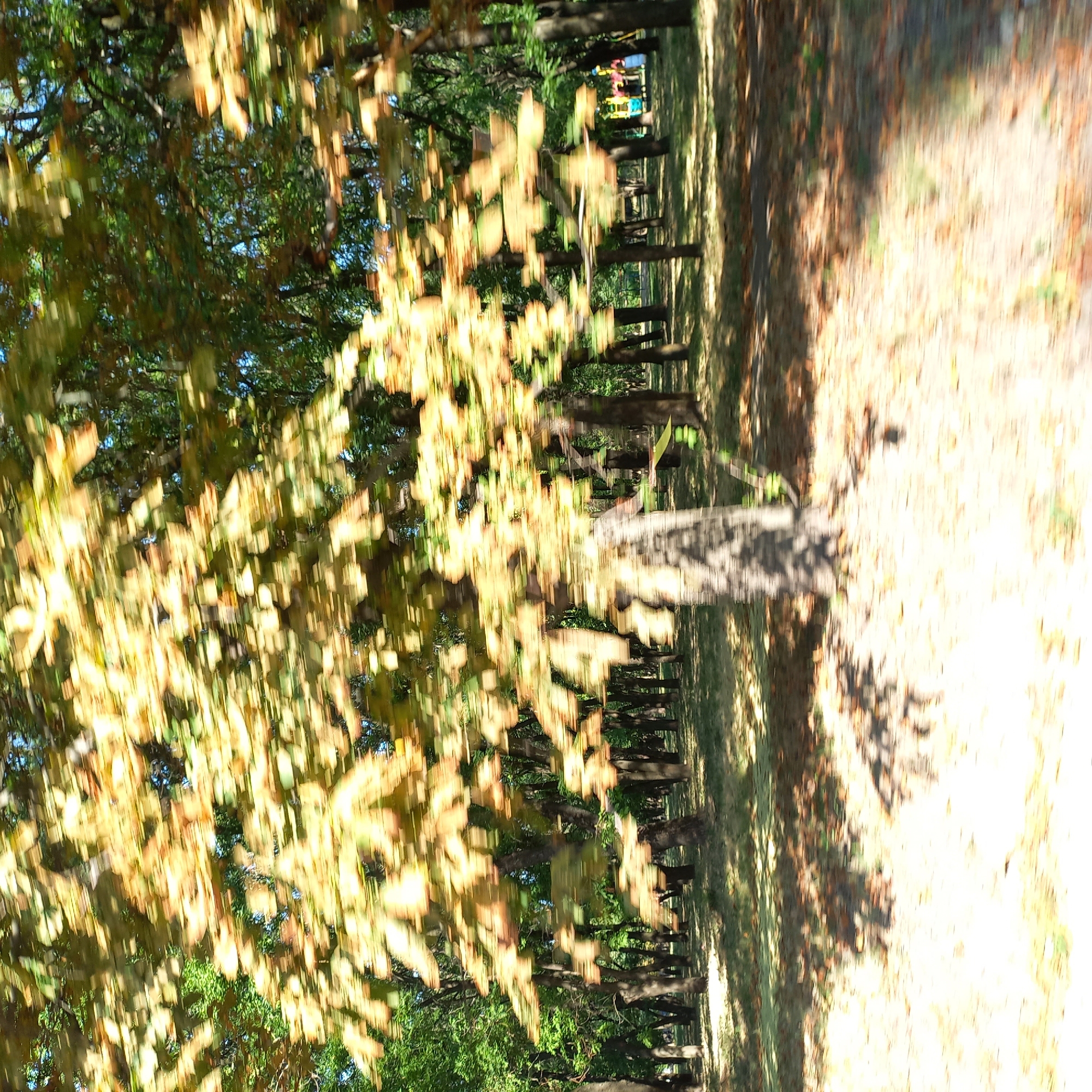 The image depicts a motion-blurred view of a park in Kropyvnytskyi, Ukraine. The foreground is dominated by a sun-drenched, dry, and grassy area with scattered dry leaves and prominent tree shadows. In the midground, a large tree with yellowish-green foliage is prominently blurred due to motion. Behind this tree, a dense arrangement of trees with green foliage and dark trunks forms the backdrop of the park. The trees are spaced apart, allowing glimpses of the sky through their branches. In the far background, a playground structure with red and yellow elements is partially visible, along with a few people. The overall scene suggests a sunny day in an urban park setting.