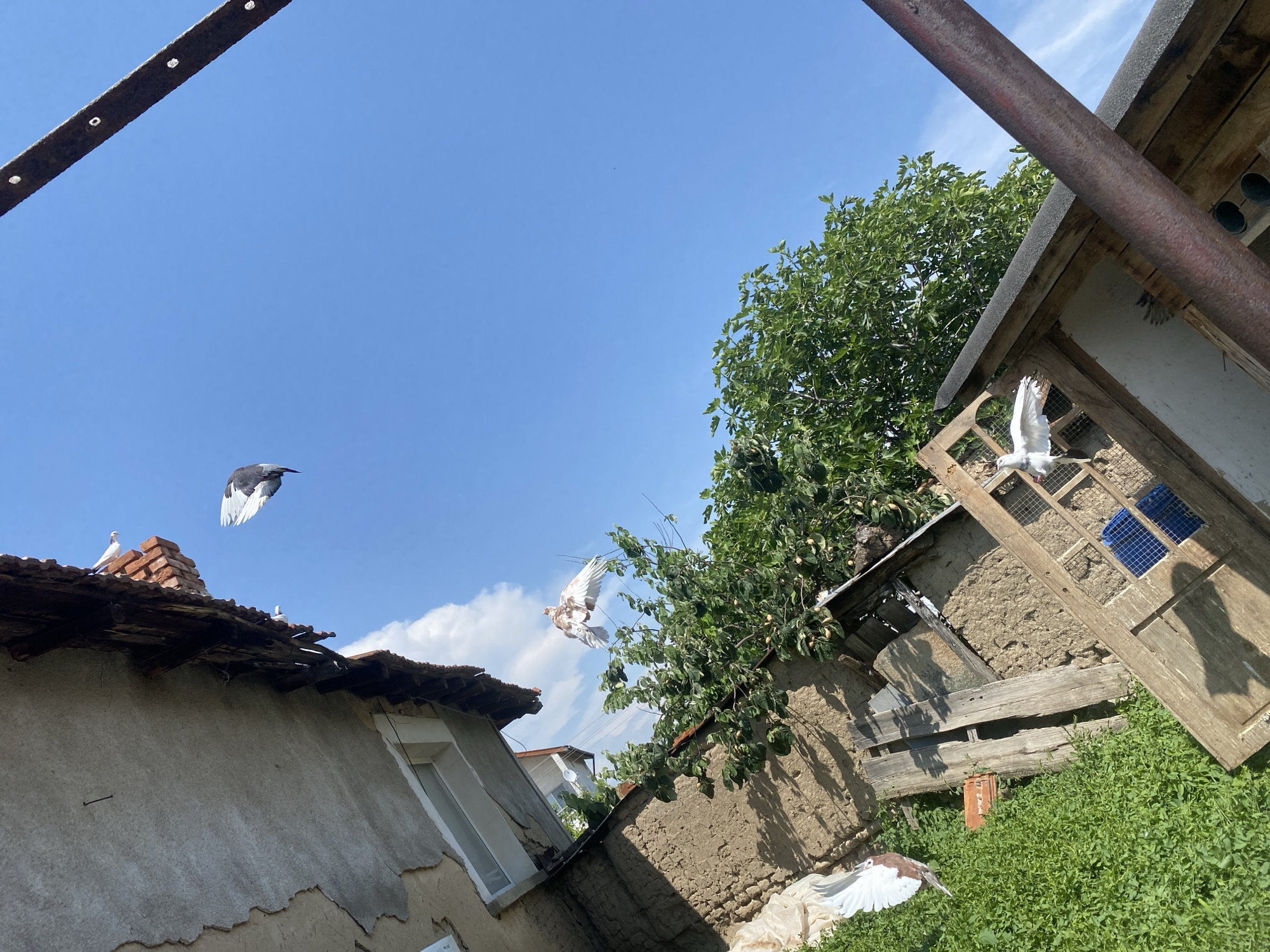 The image depicts an outdoor, rural or semi-rural scene in Sinitovo, Bulgaria, under a clear, bright blue sky with sparse white cumulus clouds. The perspective is from a low angle, looking upwards and across a property, with the camera tilted counter-clockwise.
In the upper left, the underside of deteriorated building eaves is visible, revealing exposed wooden rafters and a crumbling grey plaster ceiling with a single protruding metal nail. Above this, a section of an old tiled roof, composed of red ceramic tiles, hosts a white pigeon. Adjacent to the roof, a black and white pigeon is captured mid-flight, descending with wings fully extended.
The upper right portion of the frame is dominated by the clear blue sky, traversed diagonally by a thick, rusty metal bar or pipe featuring several regularly spaced holes along its length.
The central and mid-left areas include an older building with a white-framed window and an earthy-toned, cracked wall. Below this, a dense green deciduous tree with small, light-colored fruits occupies a significant portion of the mid-ground. Above and to the left of the tree, a light brown and white pigeon is in ascent, wings outstretched.
The lower half of the image shows the ground, a combination of vibrant green ground cover and areas of exposed, dry earth. Scattered wooden debris, including two parallel wooden planks and a fragment of a terracotta tile, are visible on the ground. To the right, a wooden structure, likely a bird coop or shed, is present, featuring a mesh panel and housing two blue plastic containers. A white pigeon with reddish-brown markings is depicted in mid-flight with widespread wings, appearing to land on or depart from this structure. Another white pigeon with brown markings, also with widespread wings, is positioned near the bottom left, close to the ground level.