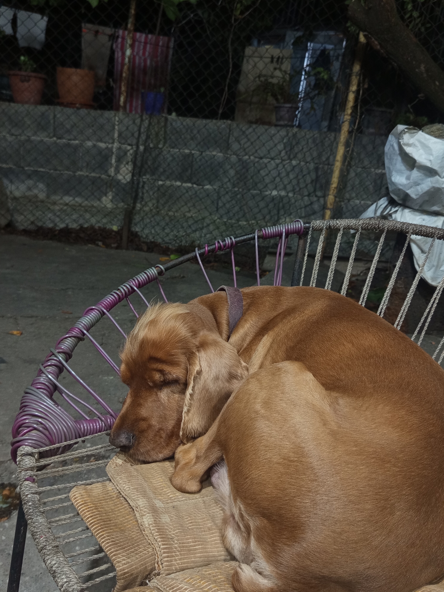 A light brown colored dog is sleeping curled up on a woven chair in an outdoor setting. The dog is positioned in the center of the frame, with its head resting on its paws. The chair has a purple and silver wire frame and is covered with a beige cushion. In the background, a grey brick wall and a wire fence are visible. The ground appears to be concrete. The lighting suggests it is nighttime or dusk. The scene is located in Khashuri, Georgia.