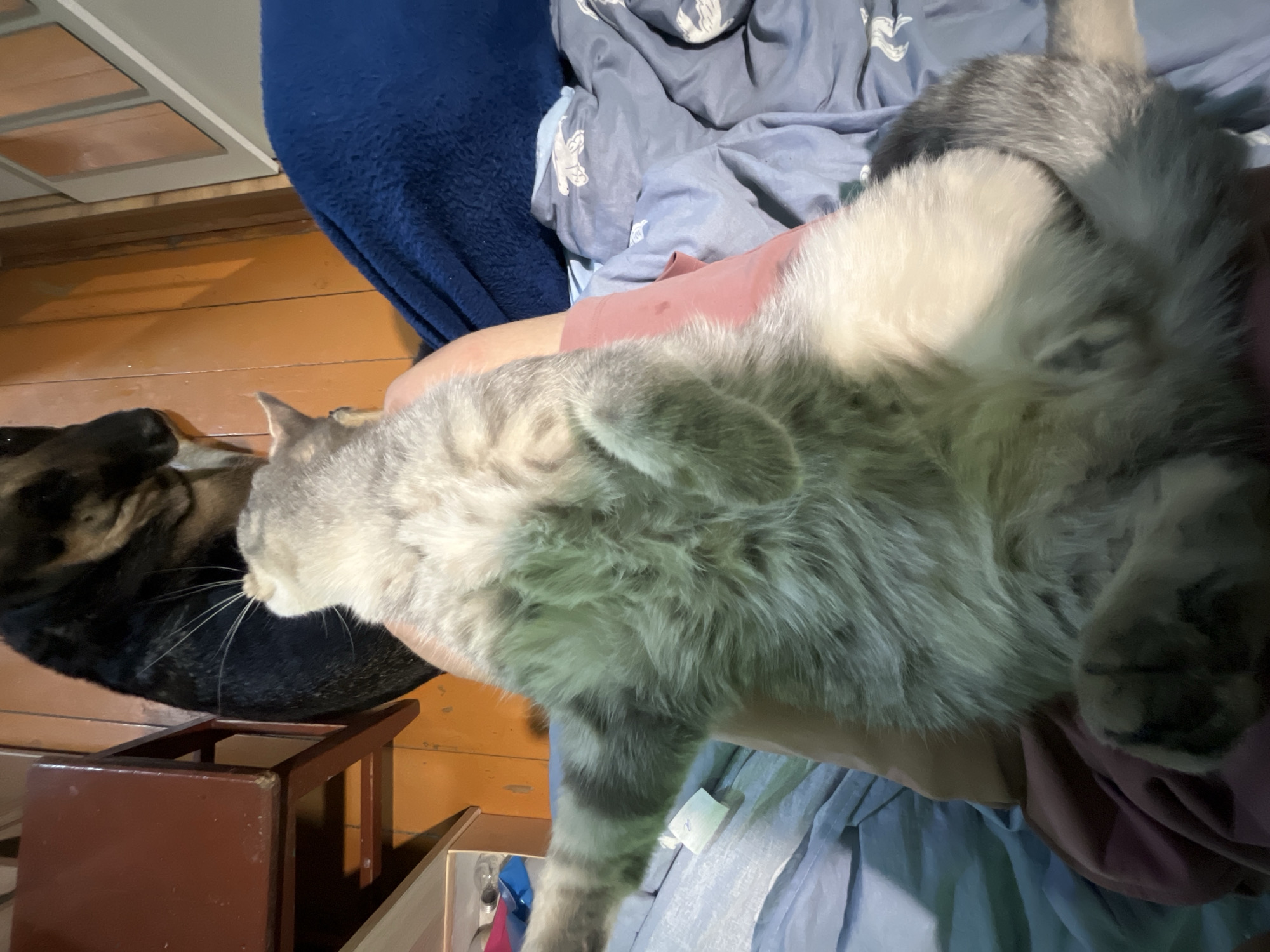 A medium-sized gray tabby cat rests across a person's lap, partially obscuring a black dog in the lower left. The scene is indoors, possibly in a home in Nizhny Tagil, Russia, given the context clues. The floor is wooden. A small wooden stool is visible beneath the dog. The person is wearing a peach or light pink shirt, and blue patterned bedding is behind the cat.