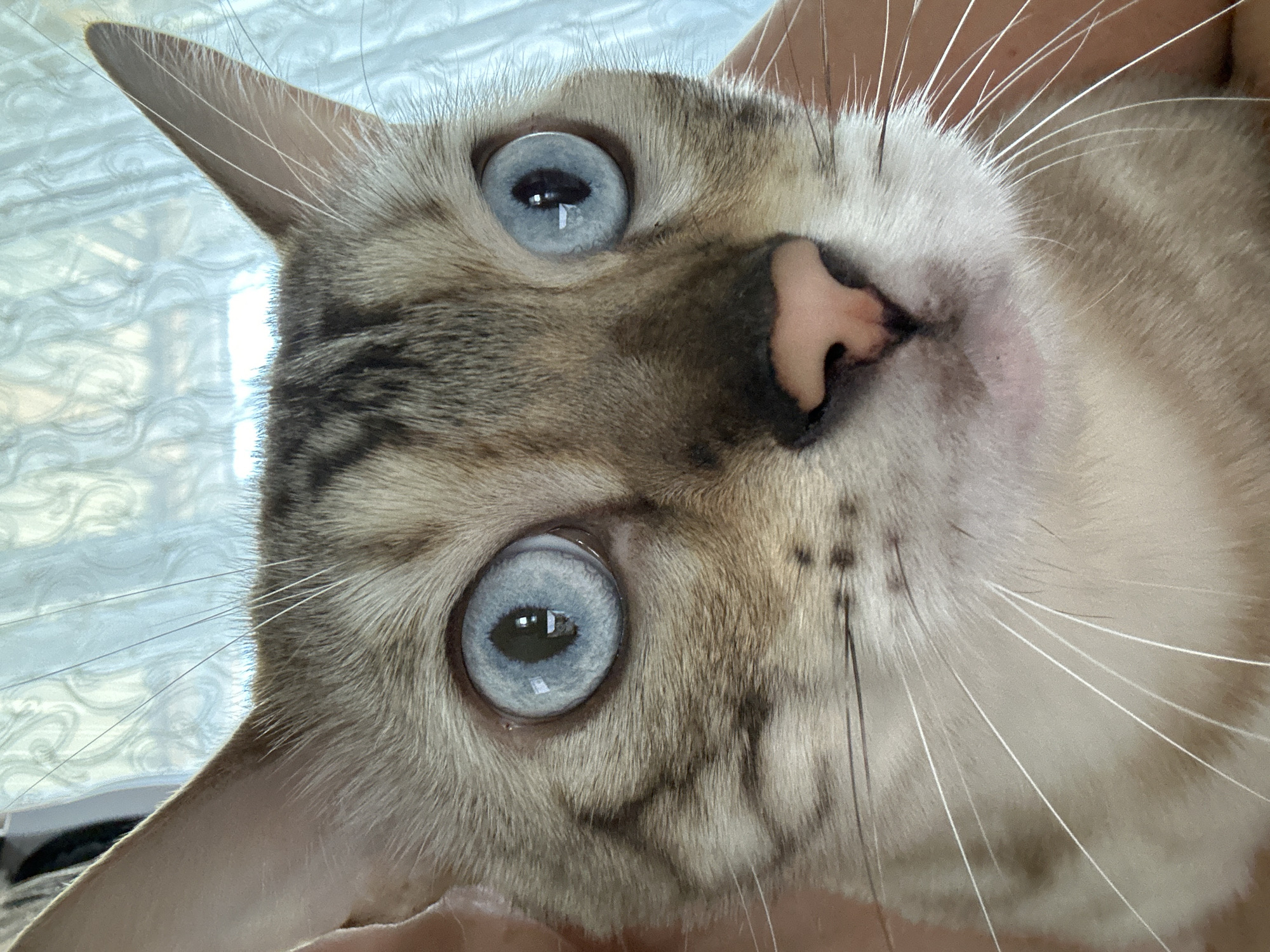 A close-up photograph shows a cat's face, dominated by its large, bright blue eyes. The cat has a light brown and tan coat with dark tabby markings on its forehead and cheeks. Its nose is pink, and it has long white whiskers. The background appears to be a curtain with a subtle pattern. The image is sharply focused on the cat's face, highlighting its features. There is no indication of the city of Energetik, Russia, or any specific location within it in the image.